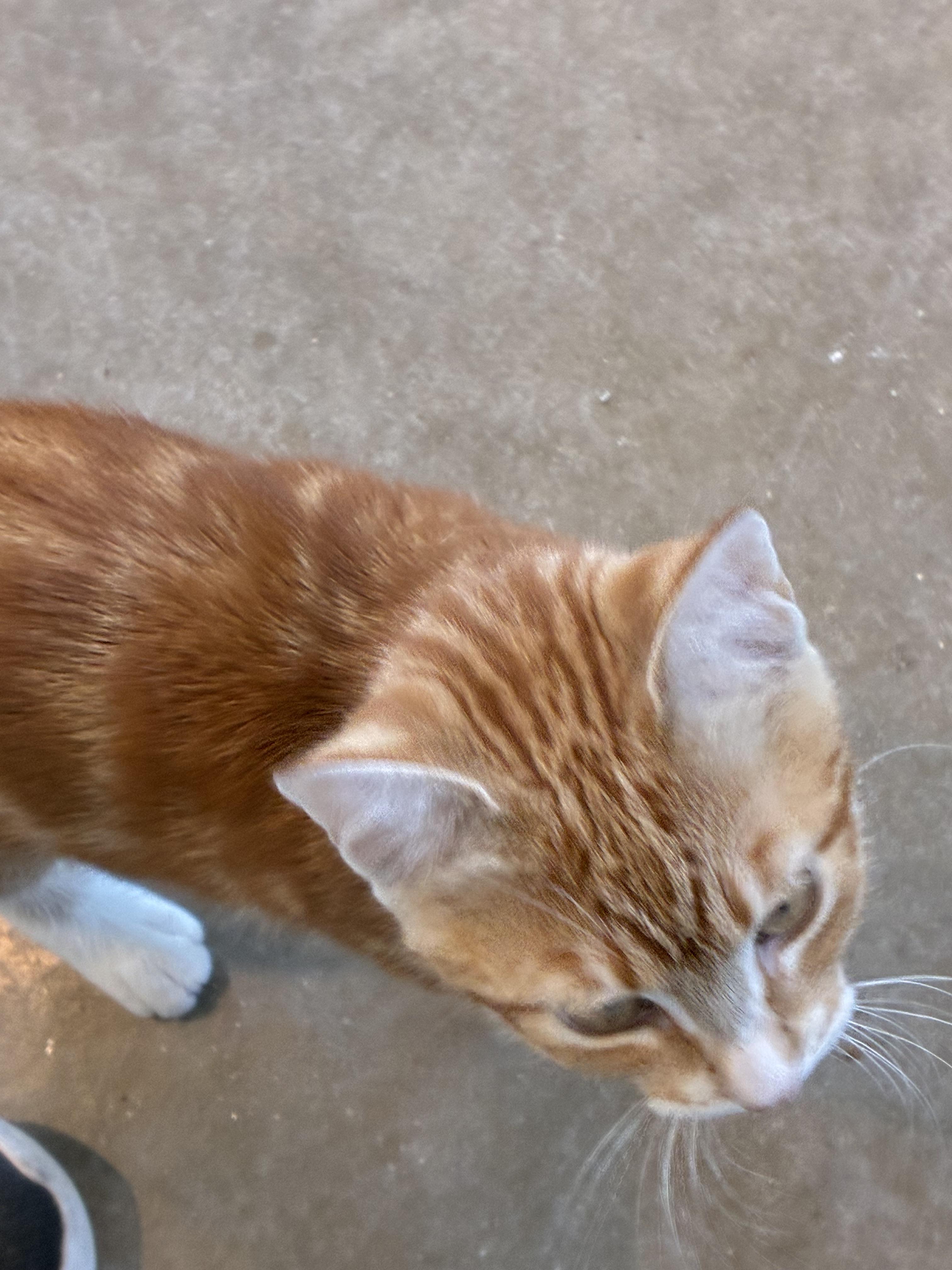Enlarge Paloma, a Adoptable Domestic Short Hair in Bonners Ferry, ID image 3/4