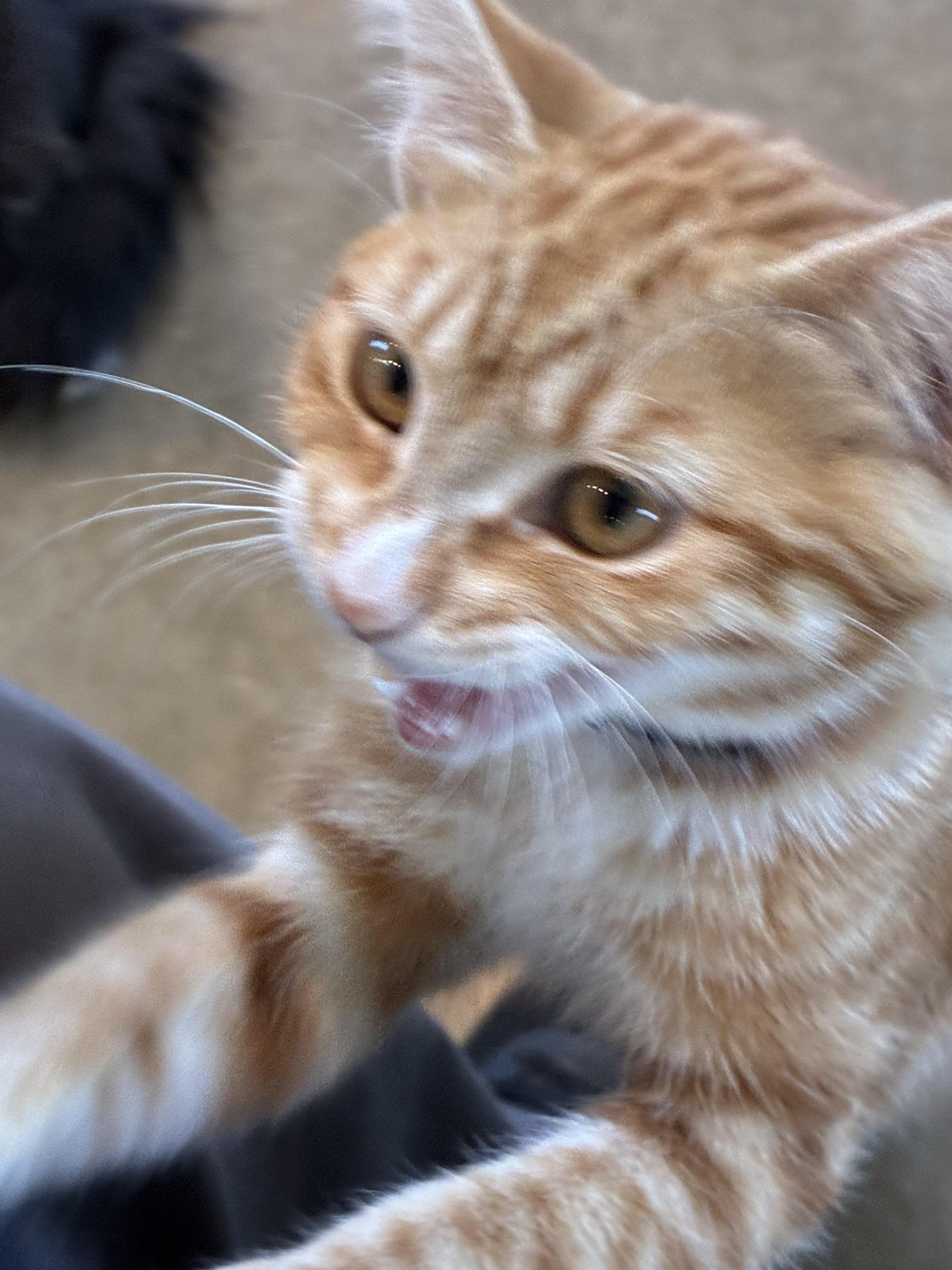 Enlarge Paloma, a Adoptable Domestic Short Hair in Bonners Ferry, ID image 2/4