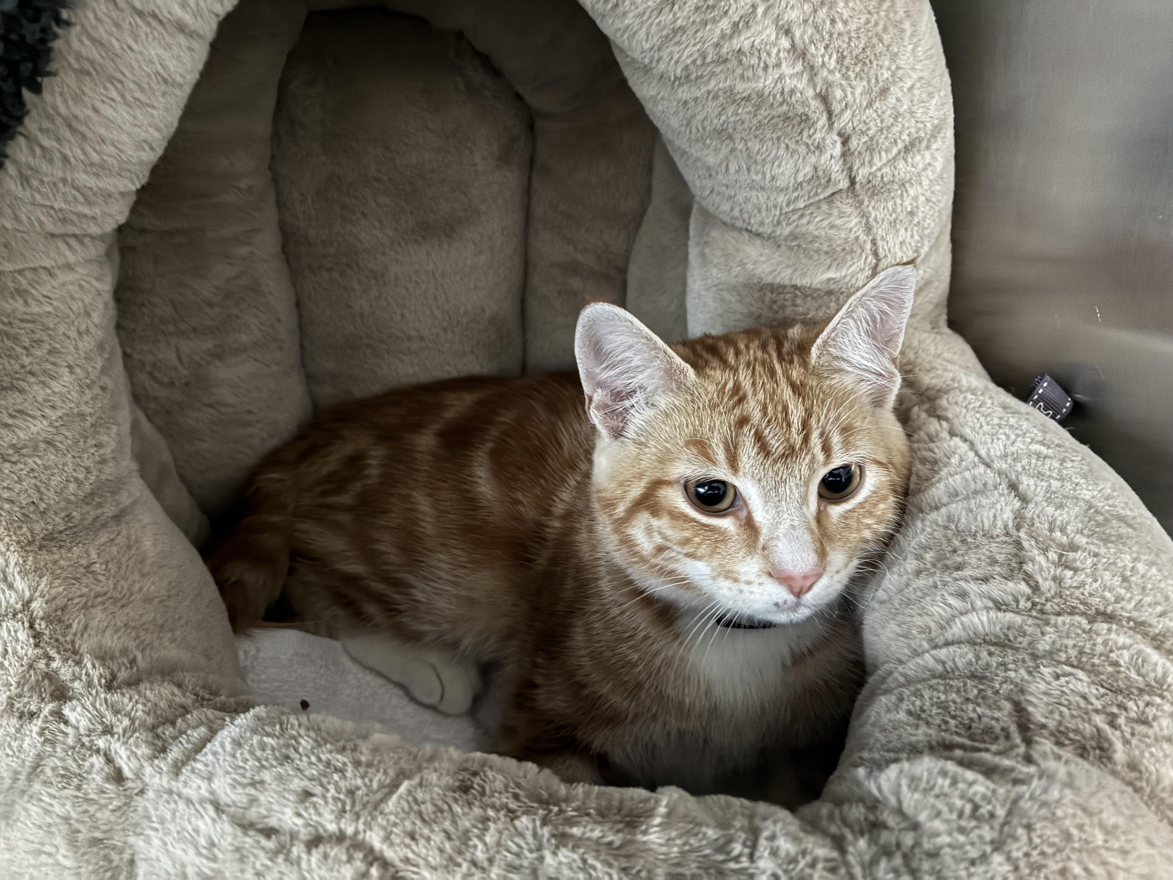 Enlarge Paloma, a Adoptable Domestic Short Hair in Bonners Ferry, ID image 4/4