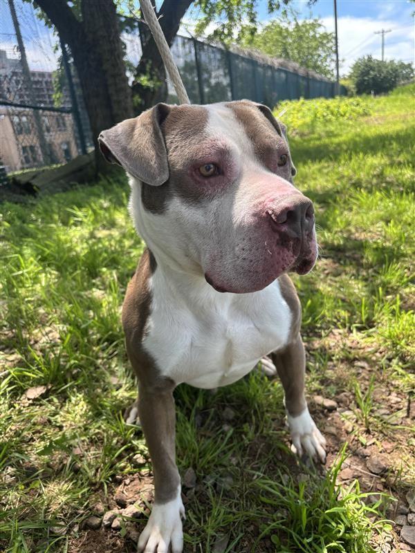 Rex, Adult Male Pit Bull Terrier