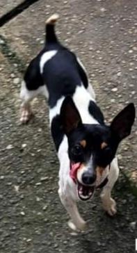 Uno, Adopted, Adult Male Toy Fox Terrier.