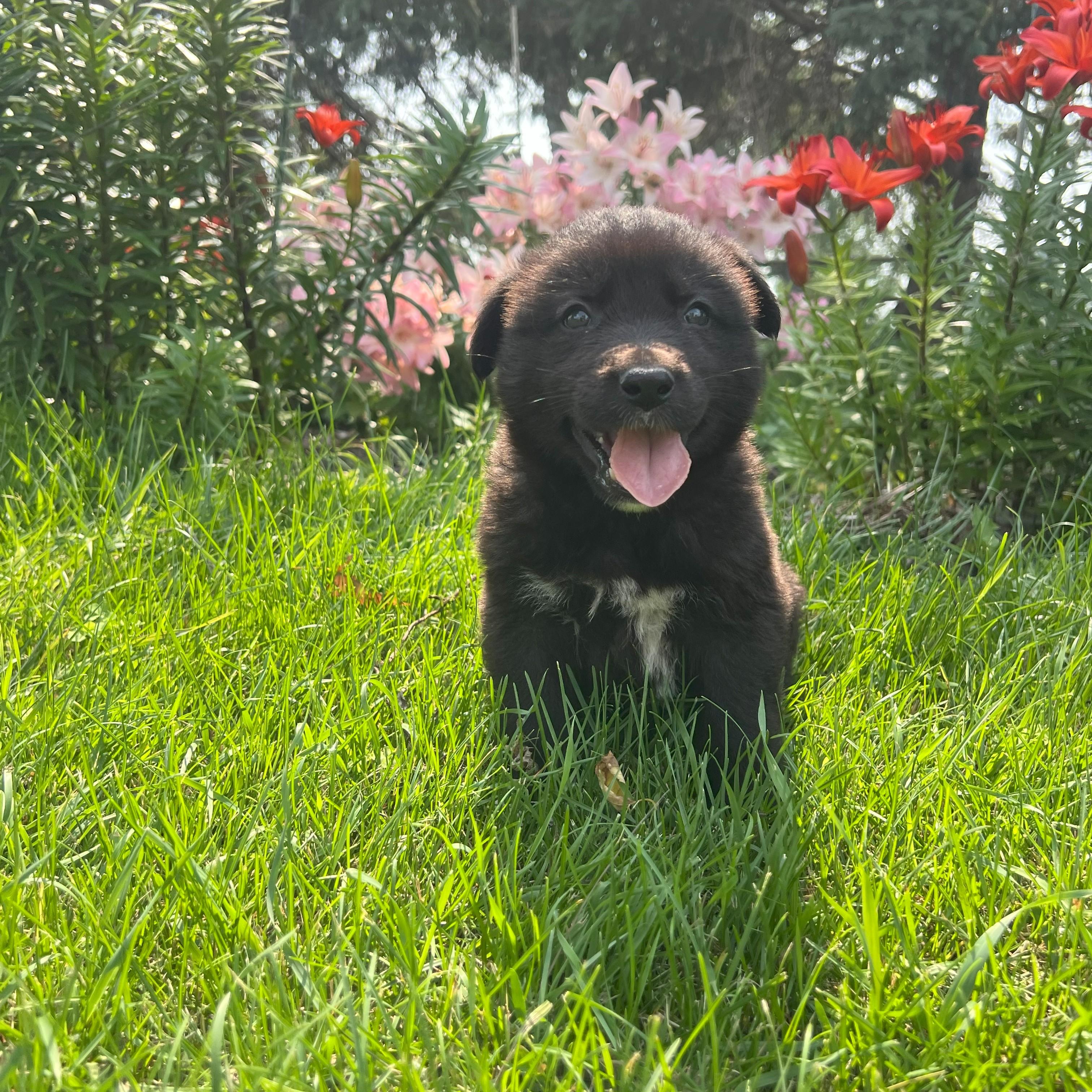 Cocoa