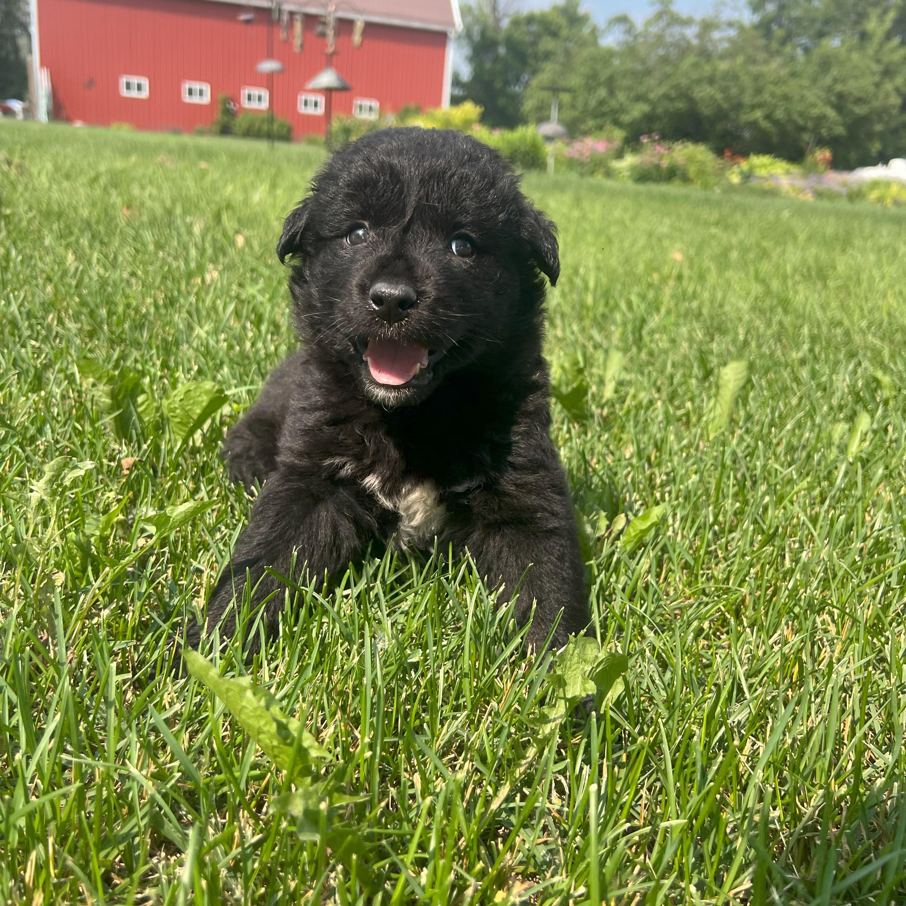 Cocoa