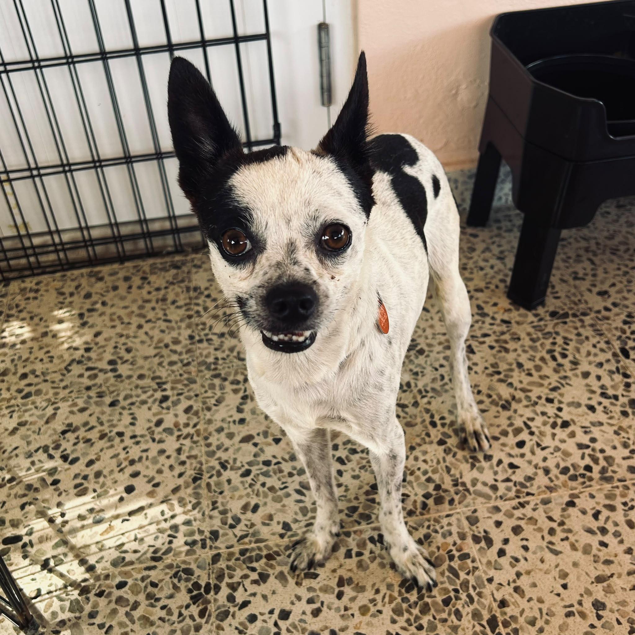 PANDA, Adoptable, Young Male Chihuahua & Rat Terrier.
