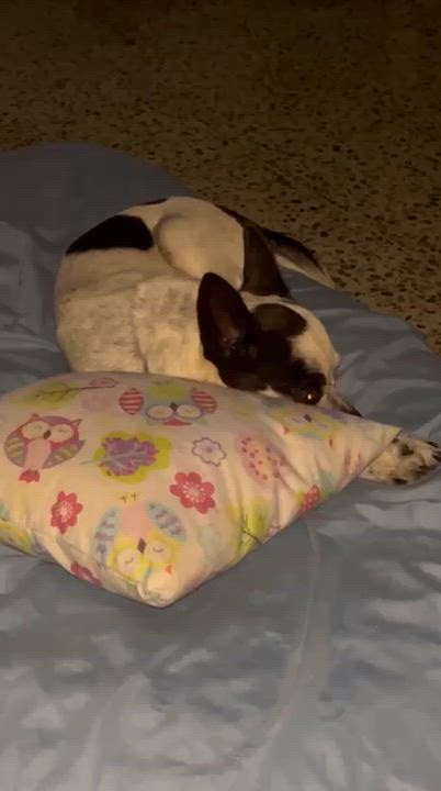 Enlarge PANDA, a Adoptable mixed breed in Boston, MA video 4/6