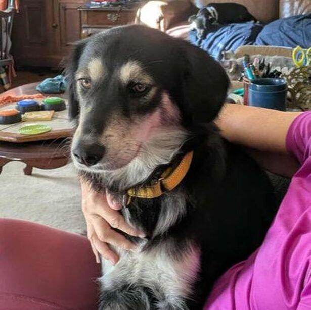 Marcy, Adoptable, Adult Female Shepherd & Australian Shepherd.