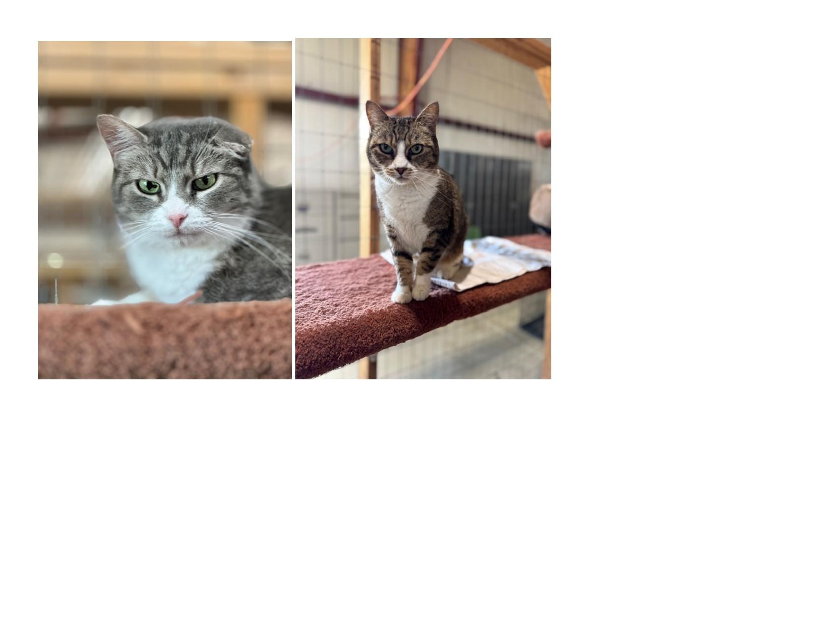 MEOW AND OPAL, an adoptable American Shorthair in Harrisville, UT, 84404 | Photo Image 1