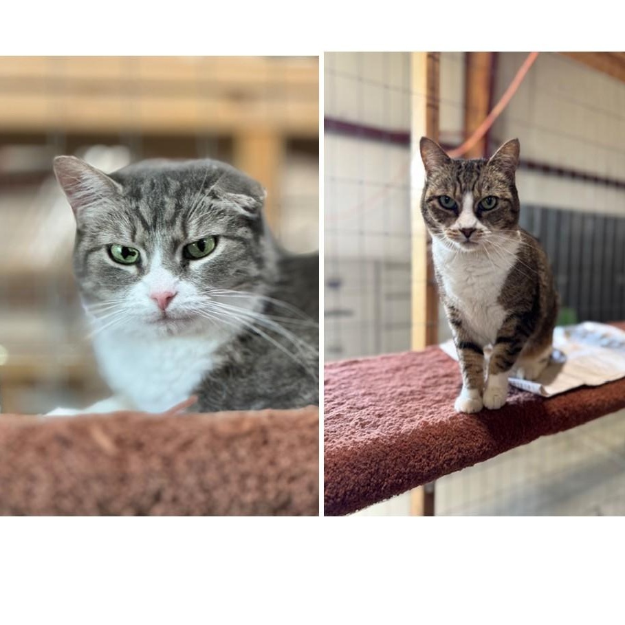 Enlarge MEOW AND OPAL, a Adoptable American Shorthair in Harrisville, UT image 2/4