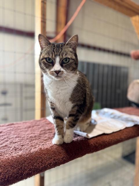 MEOW AND OPAL, an adoptable American Shorthair in Harrisville, UT, 84404 | Photo Image 4