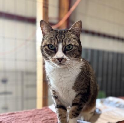 Enlarge MEOW AND OPAL, a Adoptable American Shorthair in Harrisville, UT image 4/4