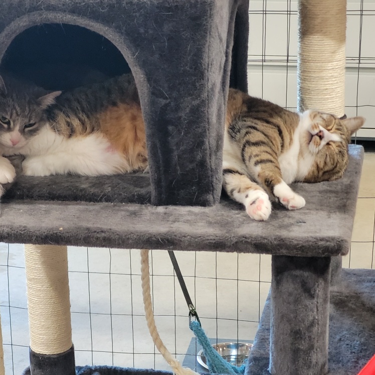 Enlarge MEOW AND OPAL, a Adoptable American Shorthair in Harrisville, UT image 3/4