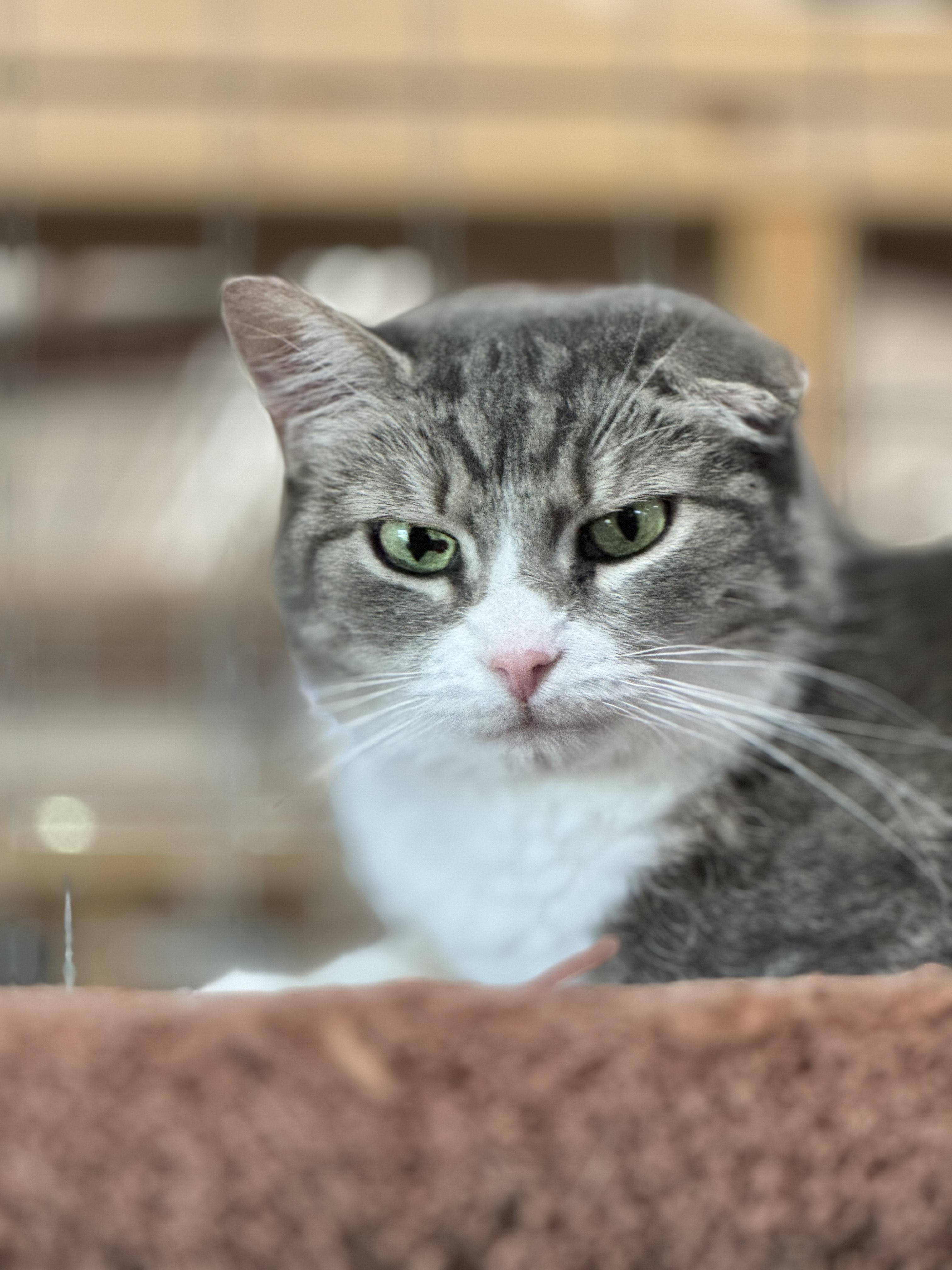 MEOW AND OPAL, an adoptable American Shorthair in Harrisville, UT, 84404 | Photo Image 3