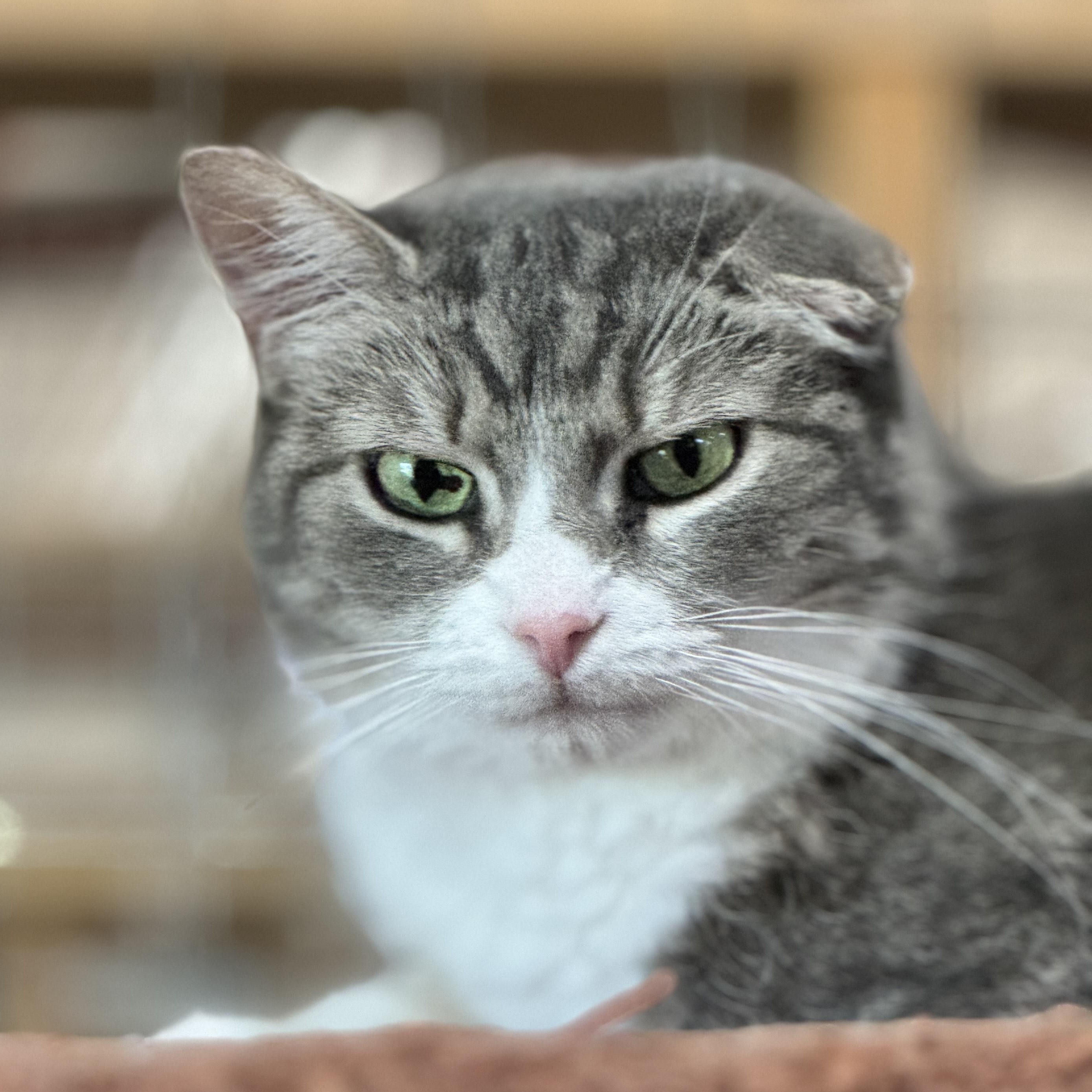 Enlarge MEOW AND OPAL, a Adoptable American Shorthair in Harrisville, UT image 1/4