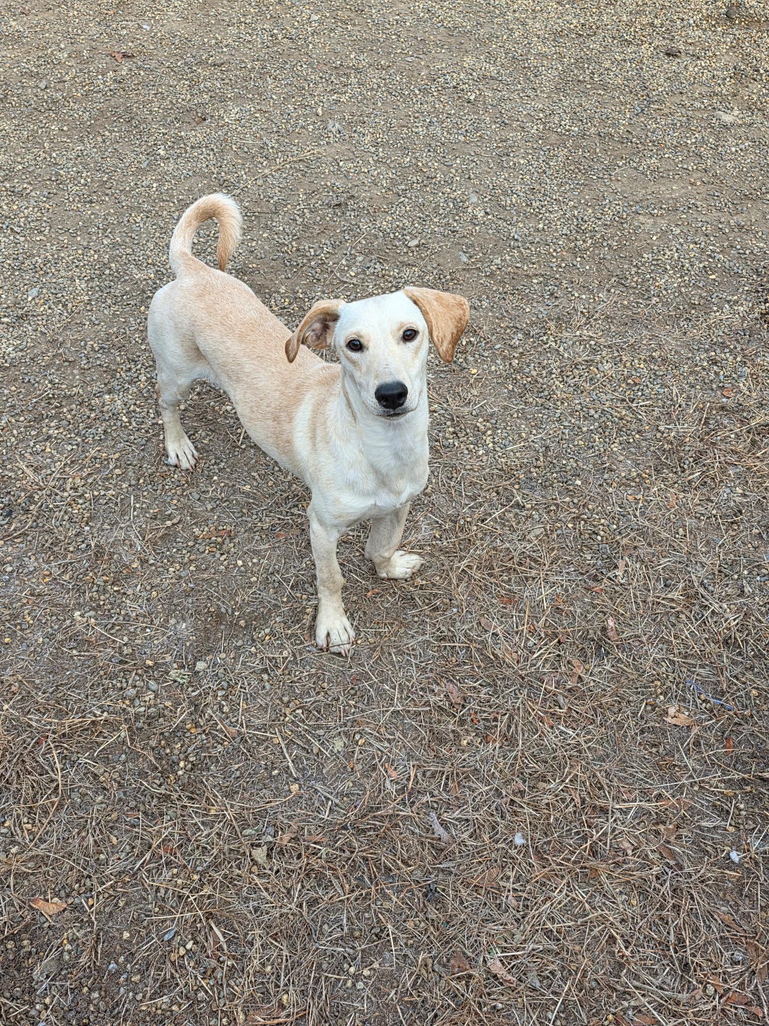 Coquito, a Adoptable mixed breed in Milford, NH image 3/6