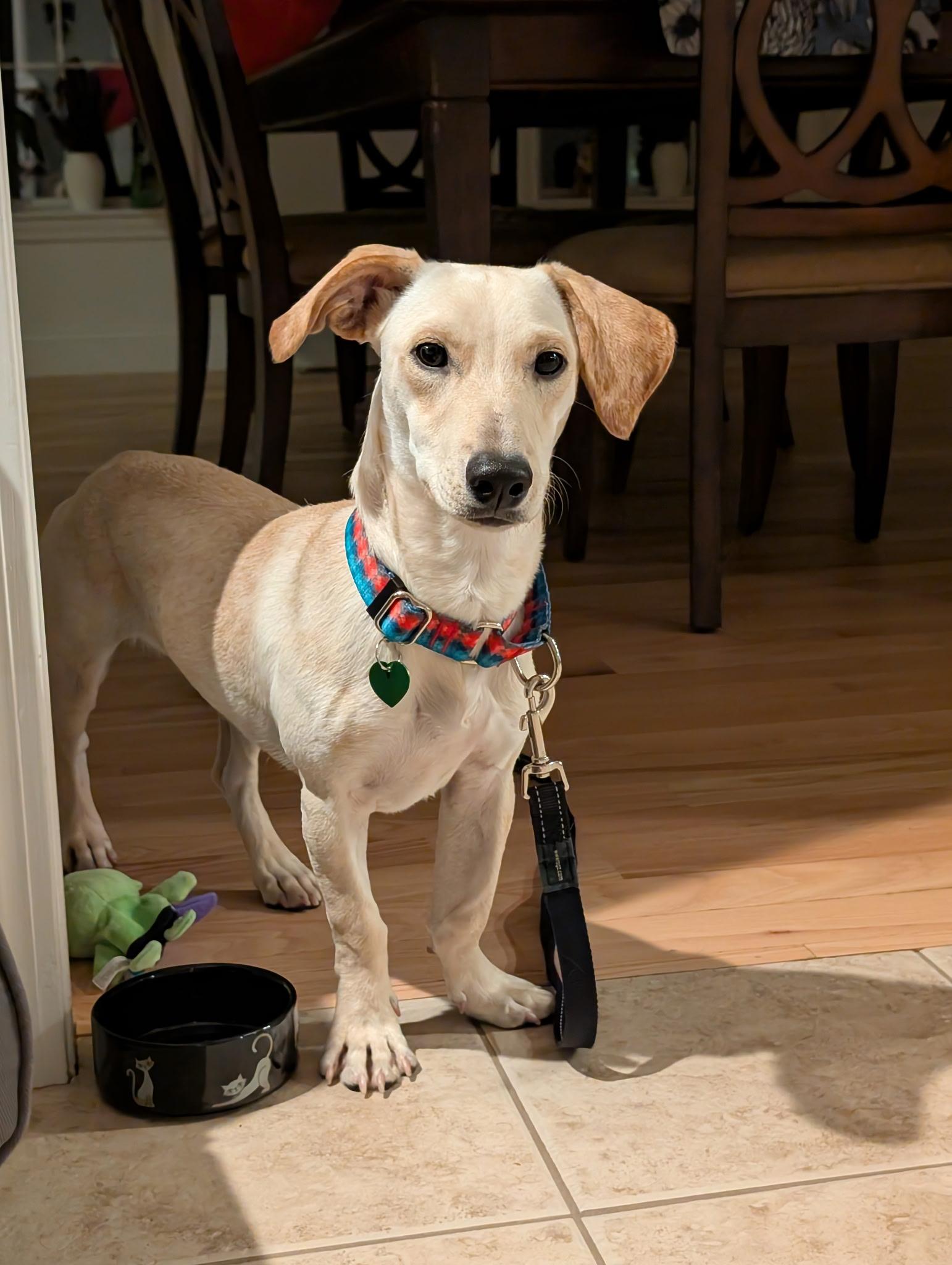 Enlarge Coquito, a Adoptable mixed breed in Milford, NH image 1/6