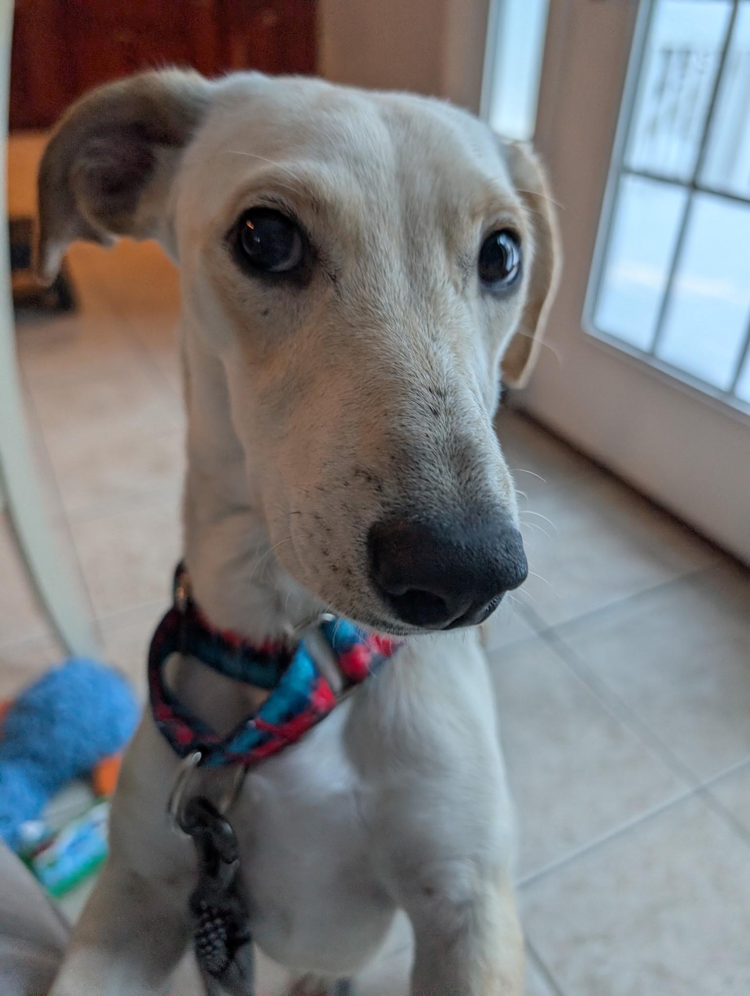 Enlarge Coquito, a Adoptable mixed breed in Milford, NH image 2/6