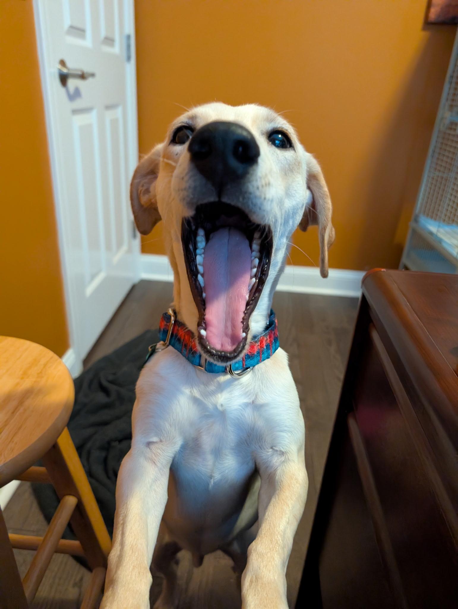 Enlarge Coquito, a Adoptable mixed breed in Milford, NH image 3/6