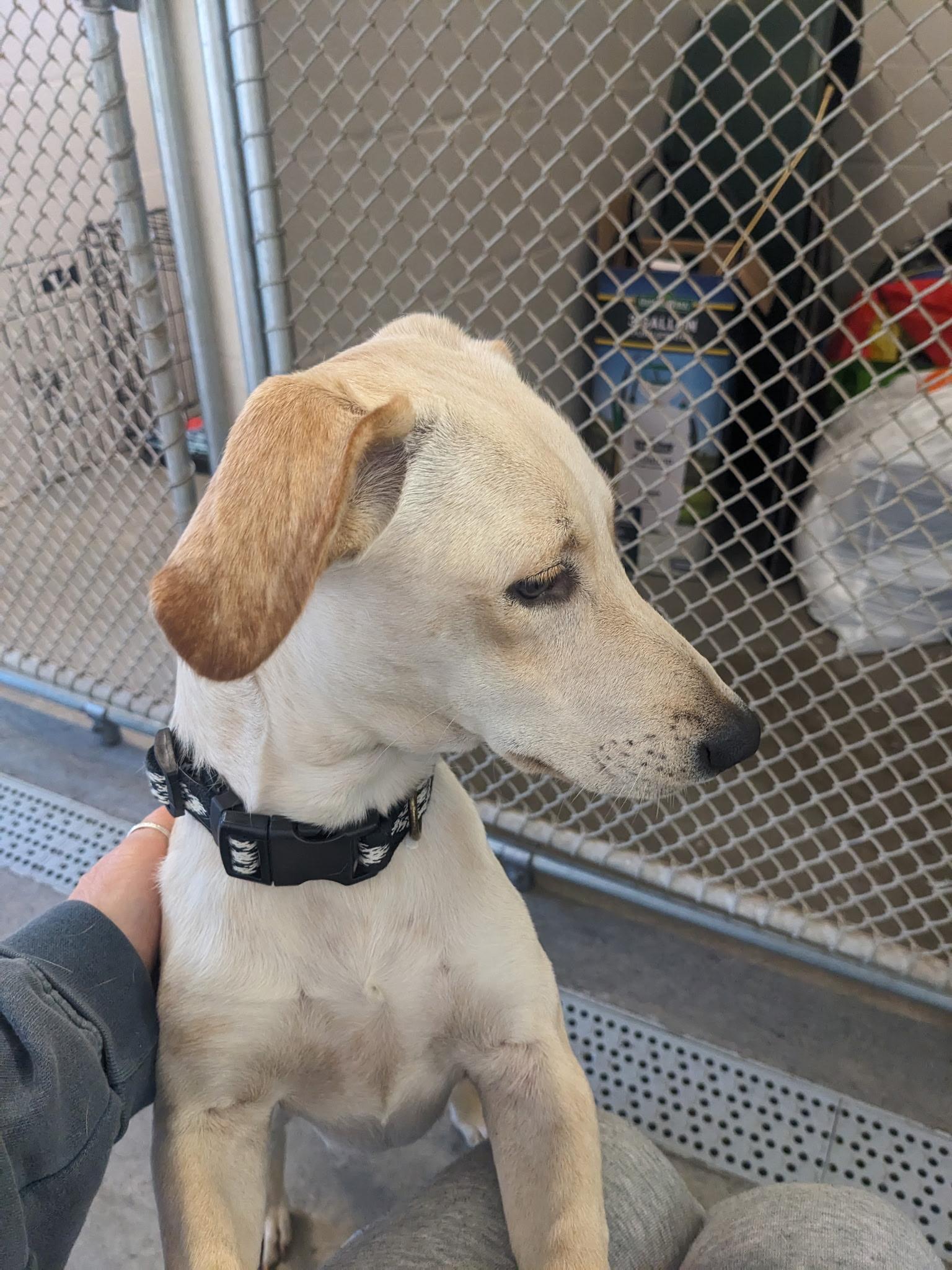 Coquito, a Adoptable mixed breed in Milford, NH image 6/6