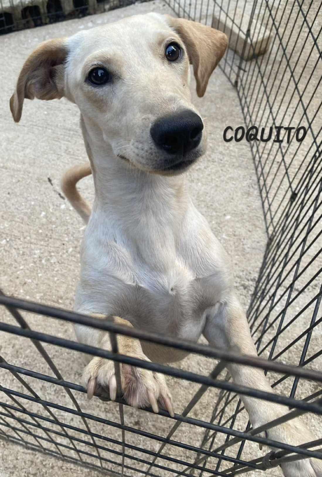 Coquito