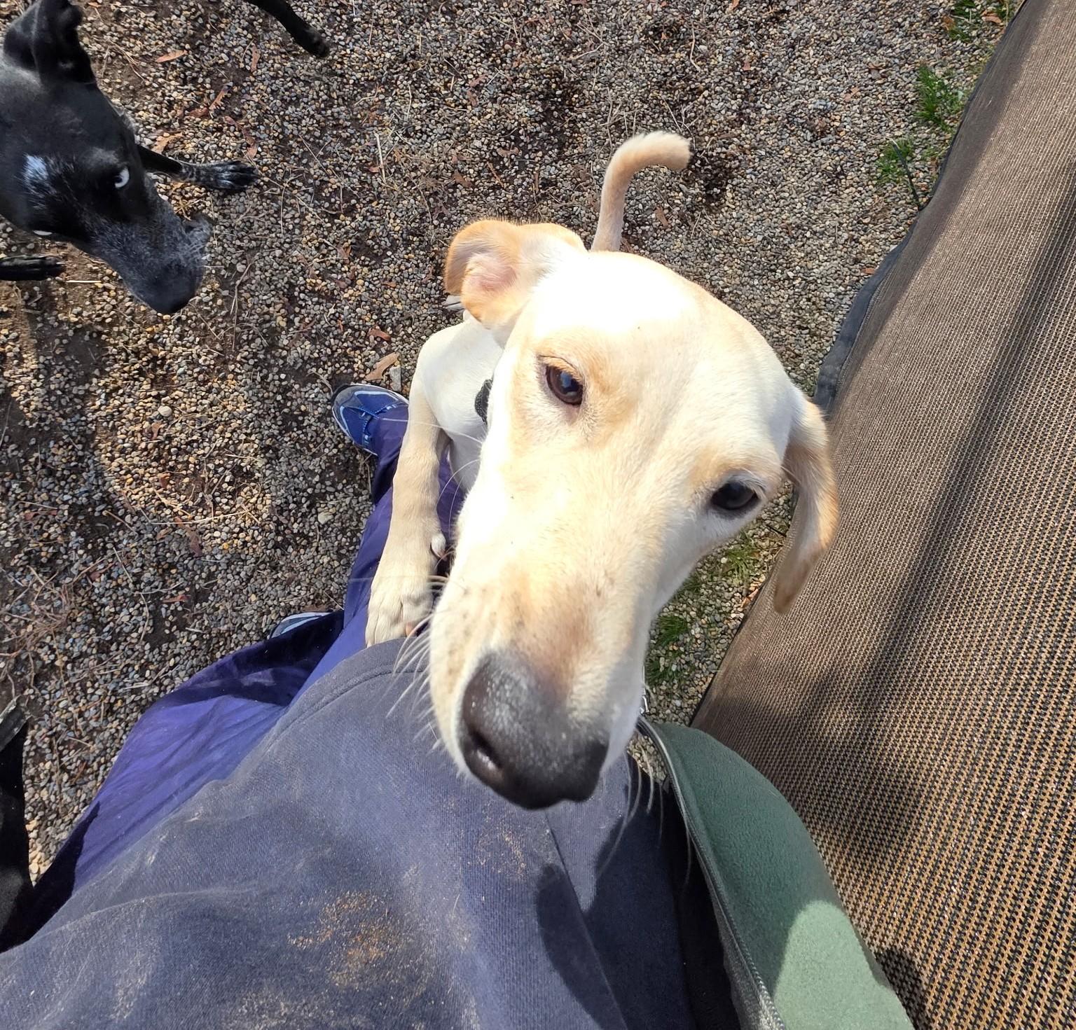 Coquito, a Adoptable mixed breed in Milford, NH image 4/6