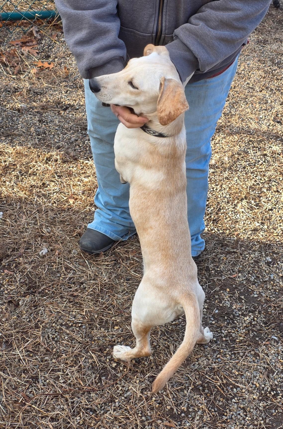 Coquito, a Adoptable mixed breed in Milford, NH image 2/6