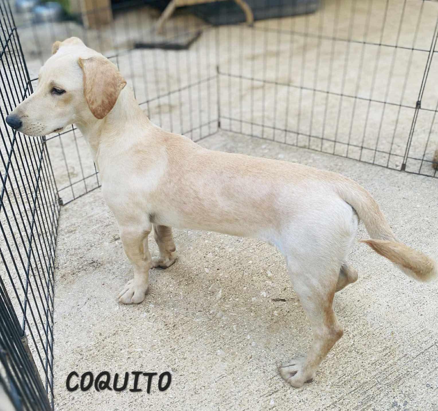 Coquito