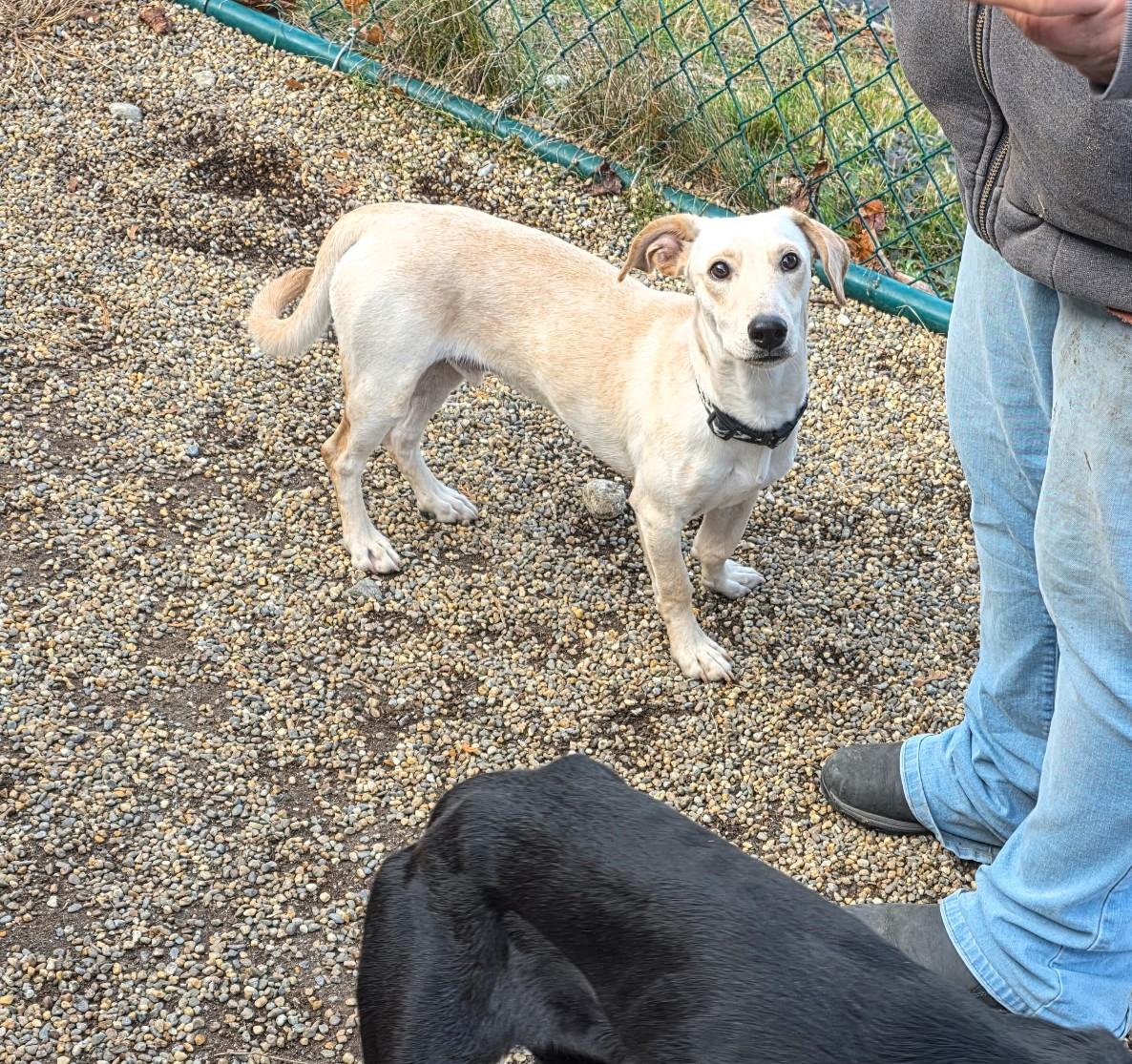 Coquito, Adoptable, Young Male Chihuahua.