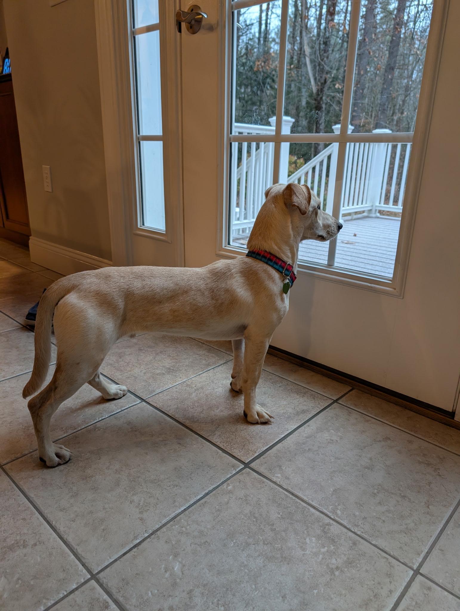 Enlarge Coquito, a Adoptable mixed breed in Milford, NH image 5/6