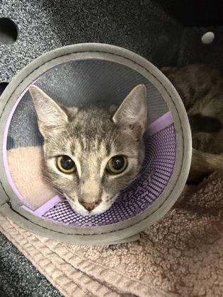 Missy, Adoptable, Young Female Domestic Short Hair & Domestic Short Hair.