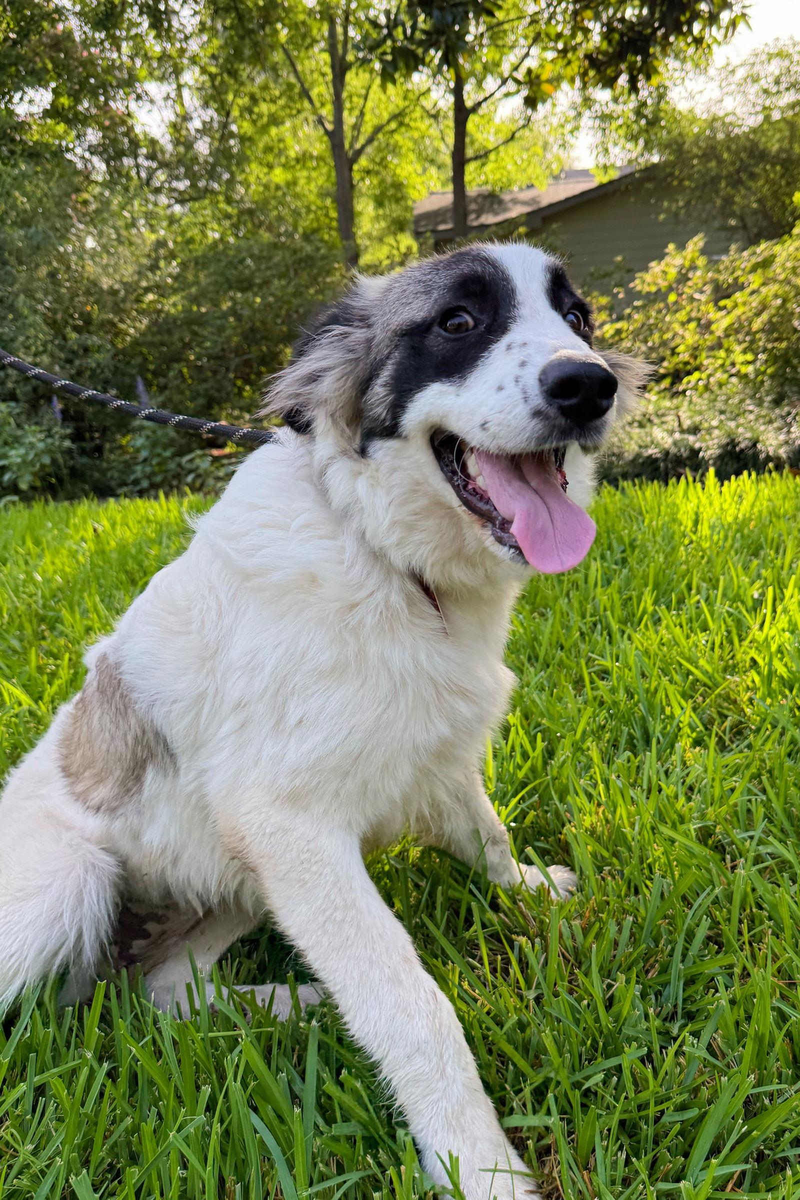Anna, Adoptable, Young Female Great Pyrenees & Anatolian Shepherd.