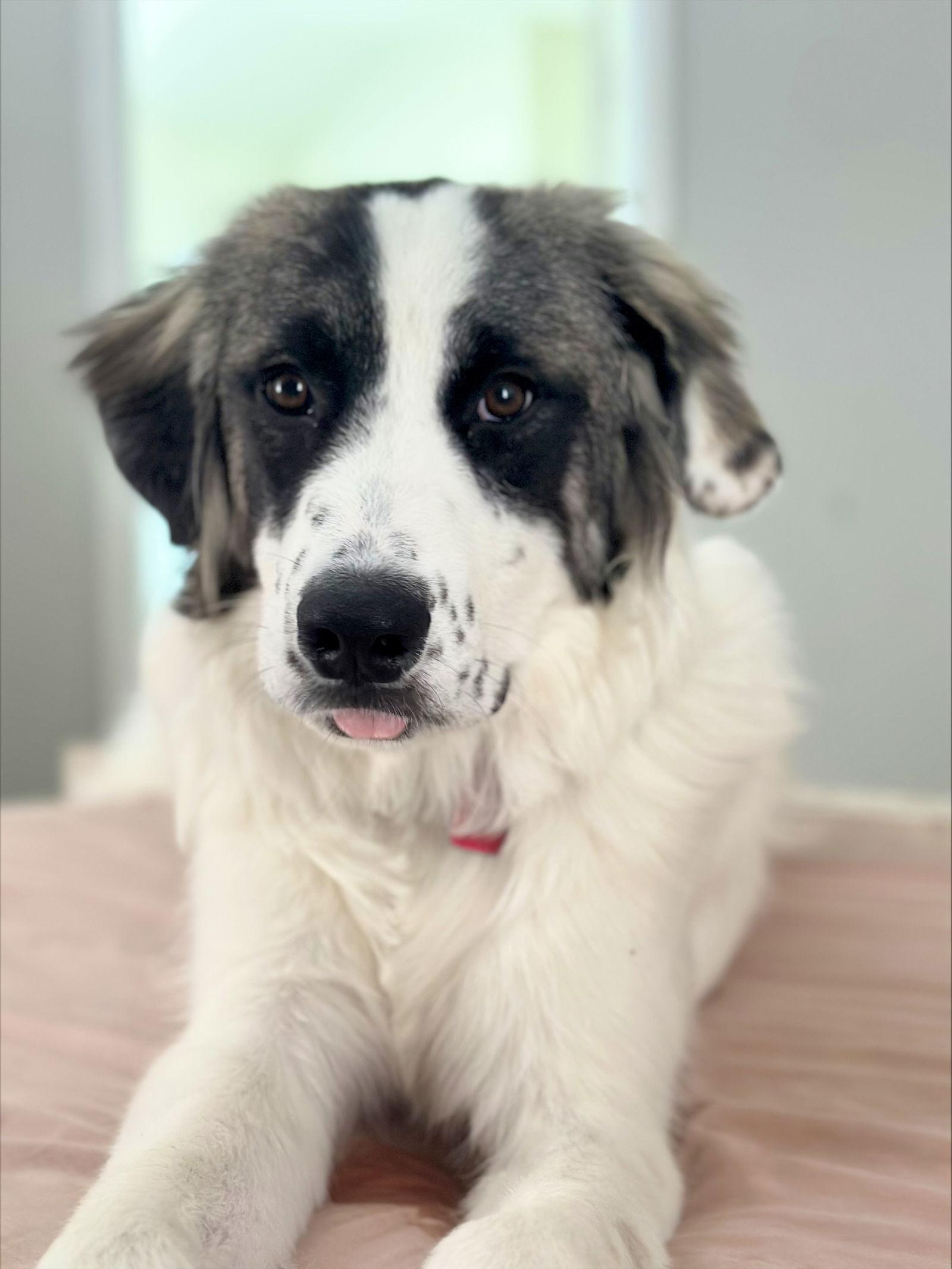 Anna, a Adoptable mixed breed in Spring, TX image 2/4