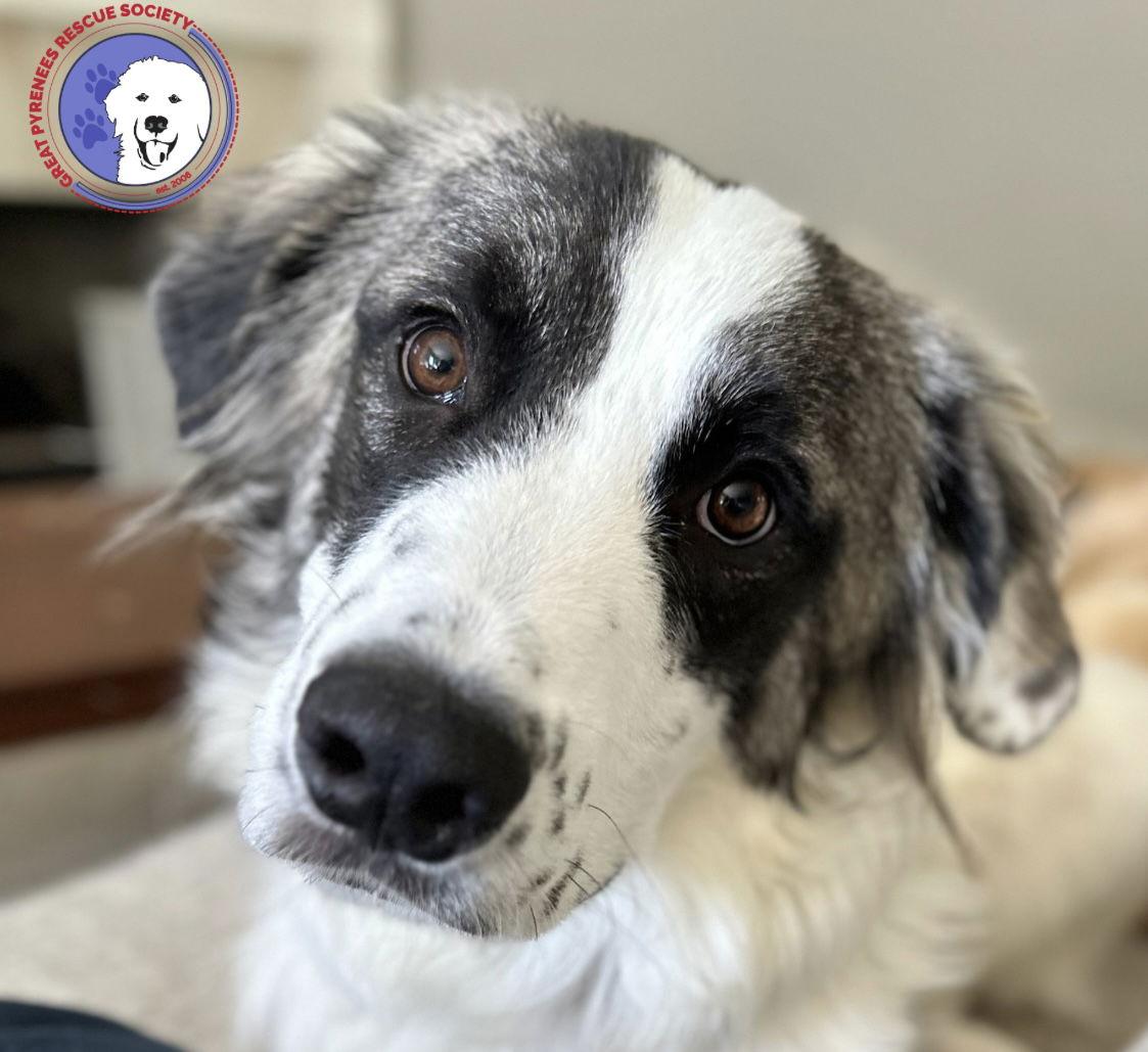 Anna, a Adoptable mixed breed in Spring, TX image 3/4