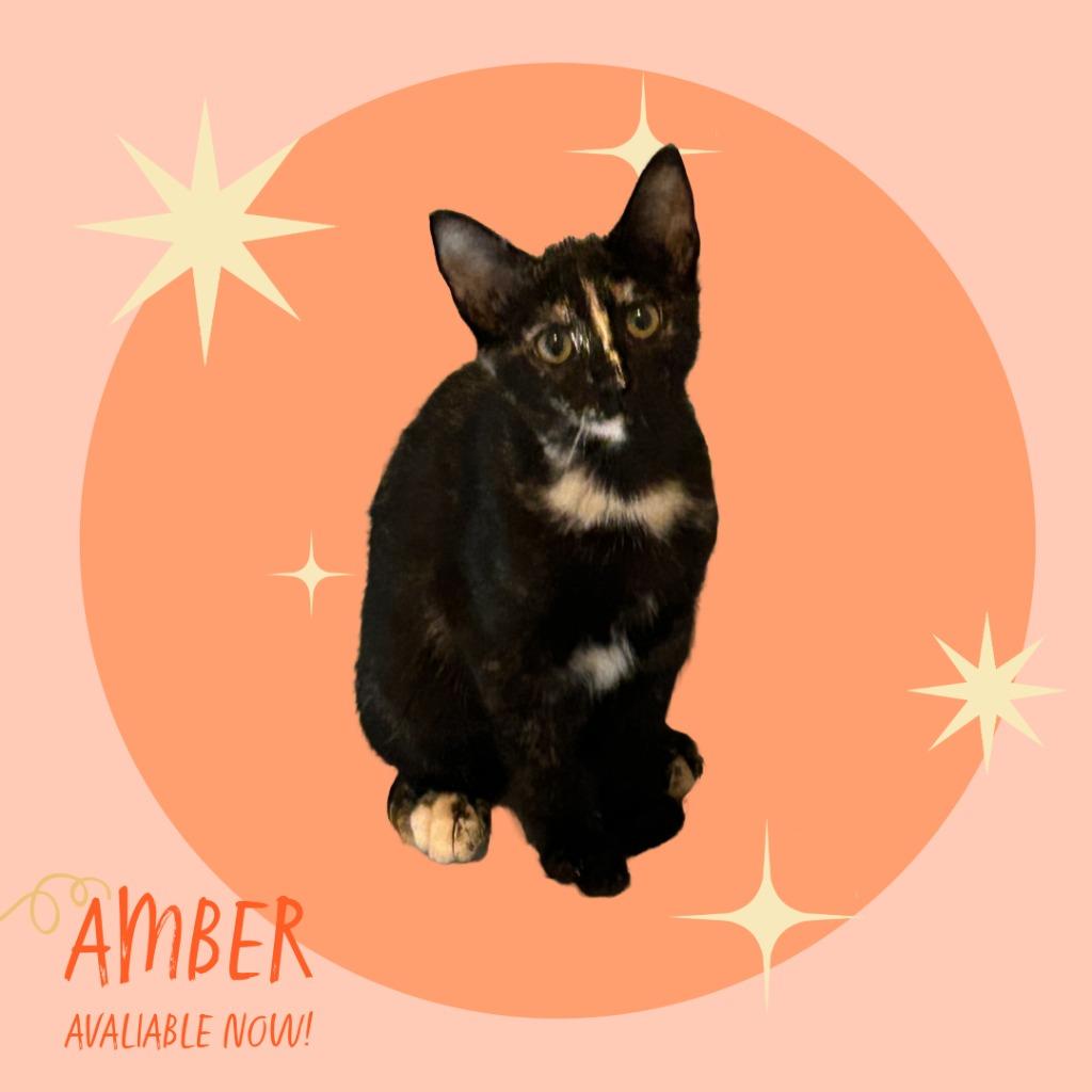 Enlarge Amber, a Adopted Domestic Short Hair in Little Rock, AR image 1/1