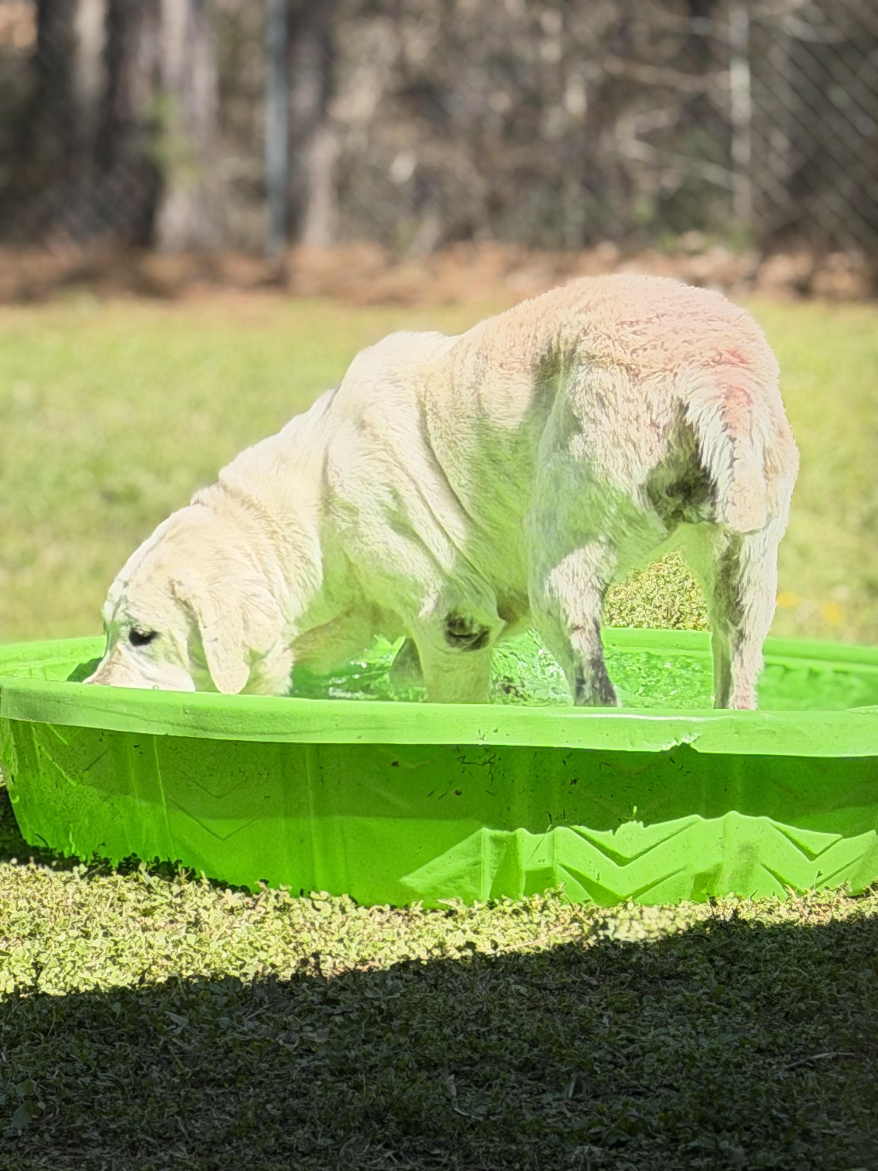 Enlarge Oaklyn, a ADOPTABLE Labrador Retriever in Elberton, GA image 4/5