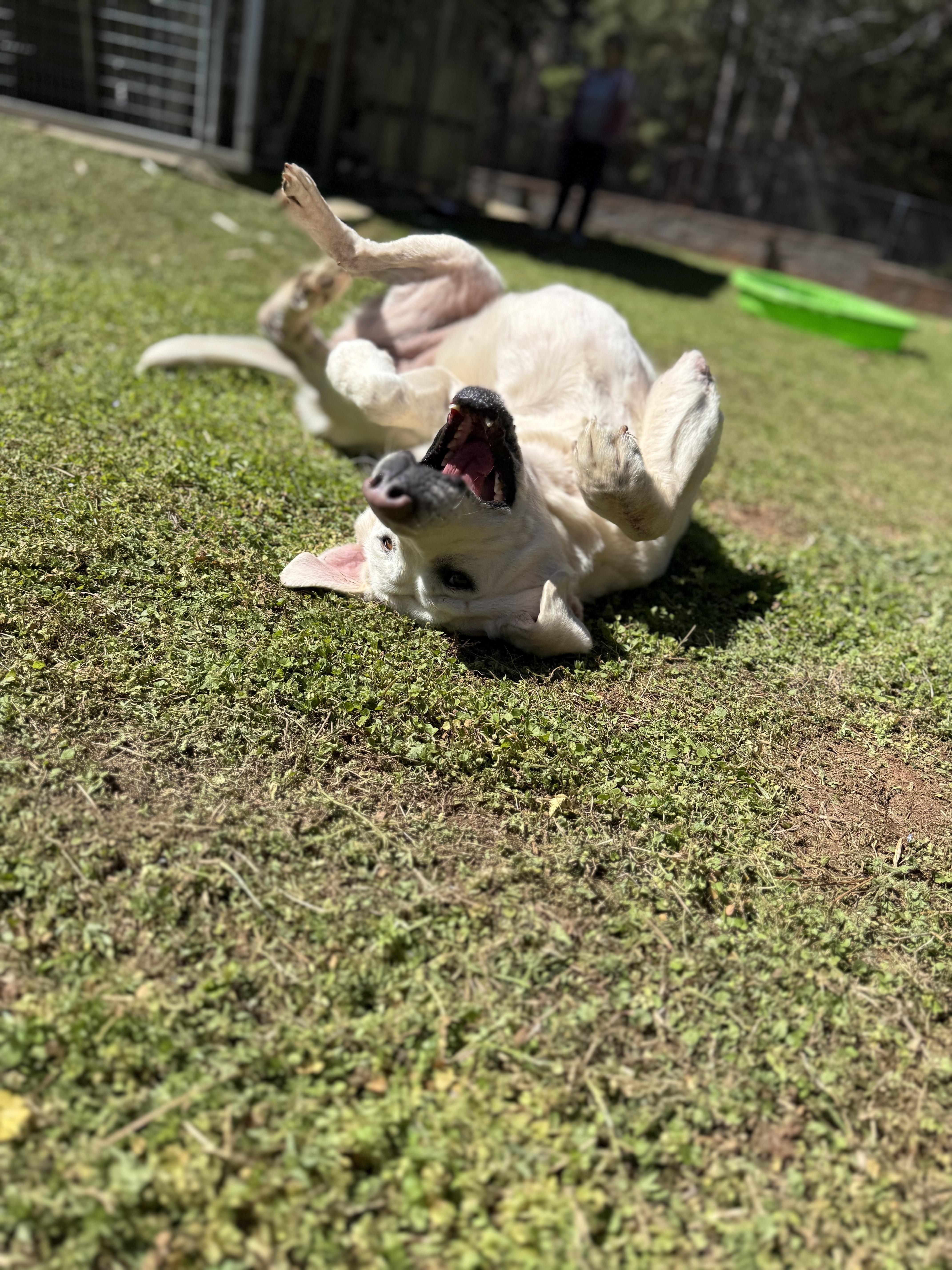 Enlarge Oaklyn, a ADOPTABLE Labrador Retriever in Elberton, GA image 3/5