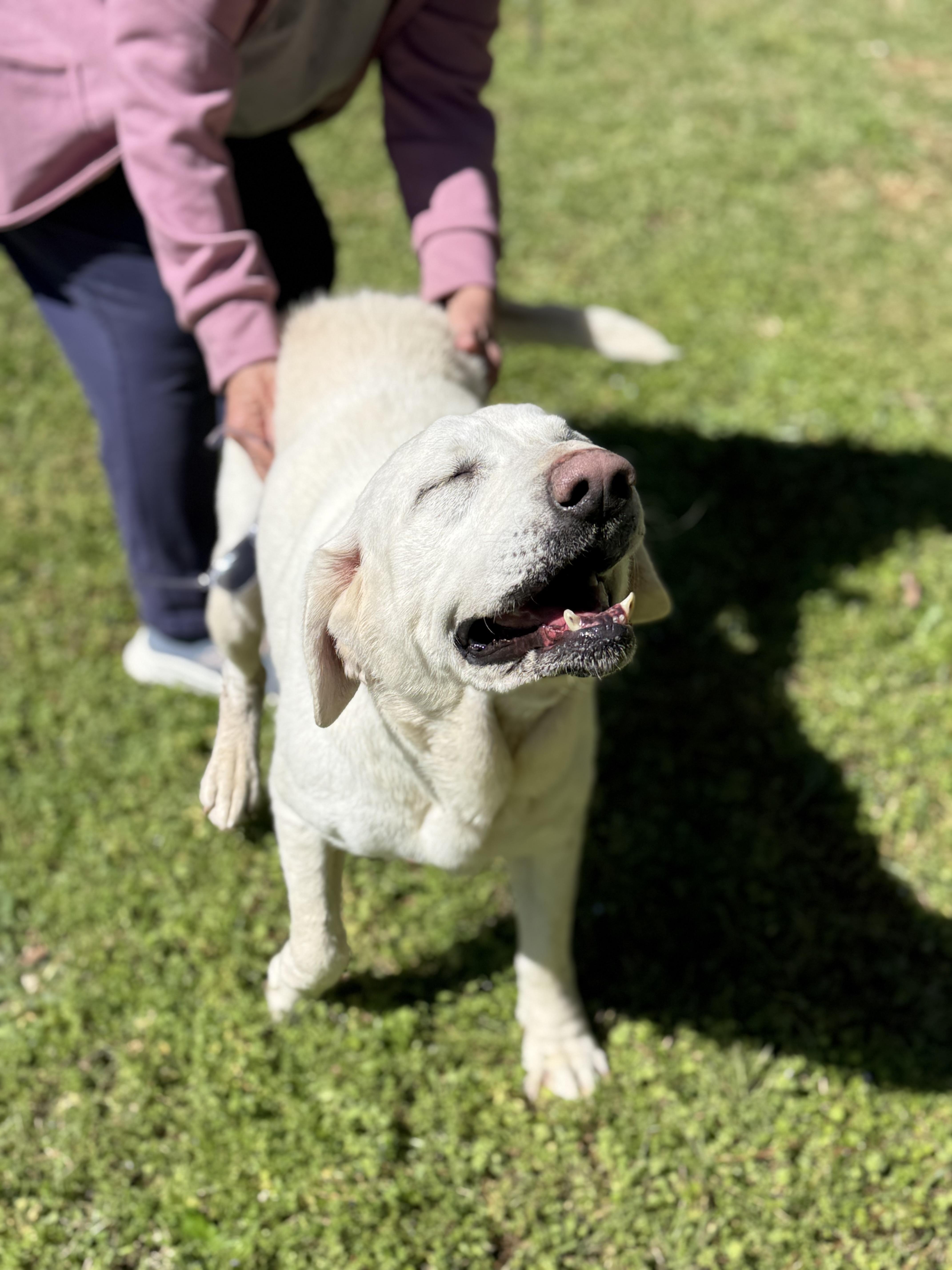 Enlarge Oaklyn, a ADOPTABLE Labrador Retriever in Elberton, GA image 5/5
