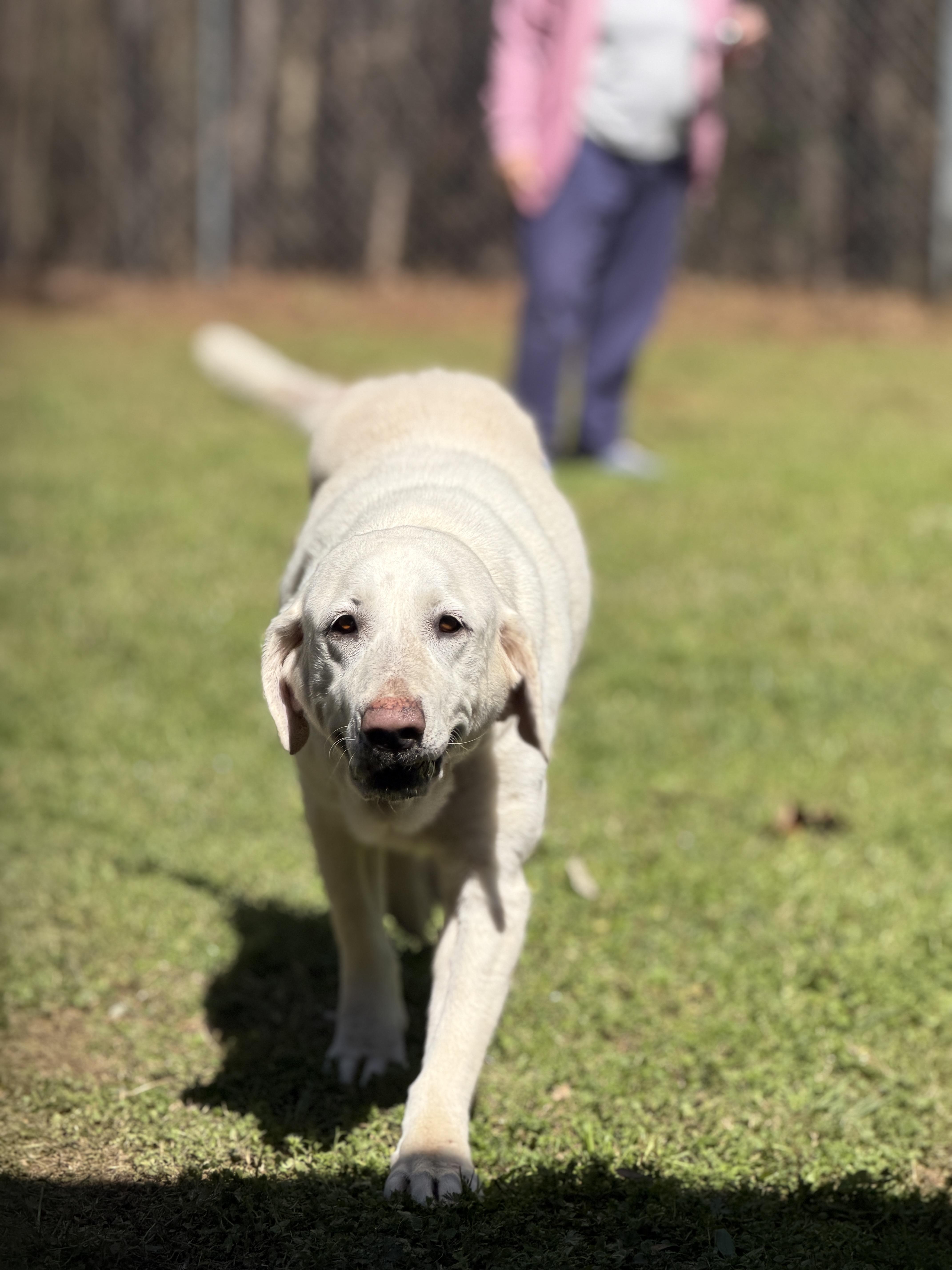 Enlarge Oaklyn, a ADOPTABLE Labrador Retriever in Elberton, GA image 2/5