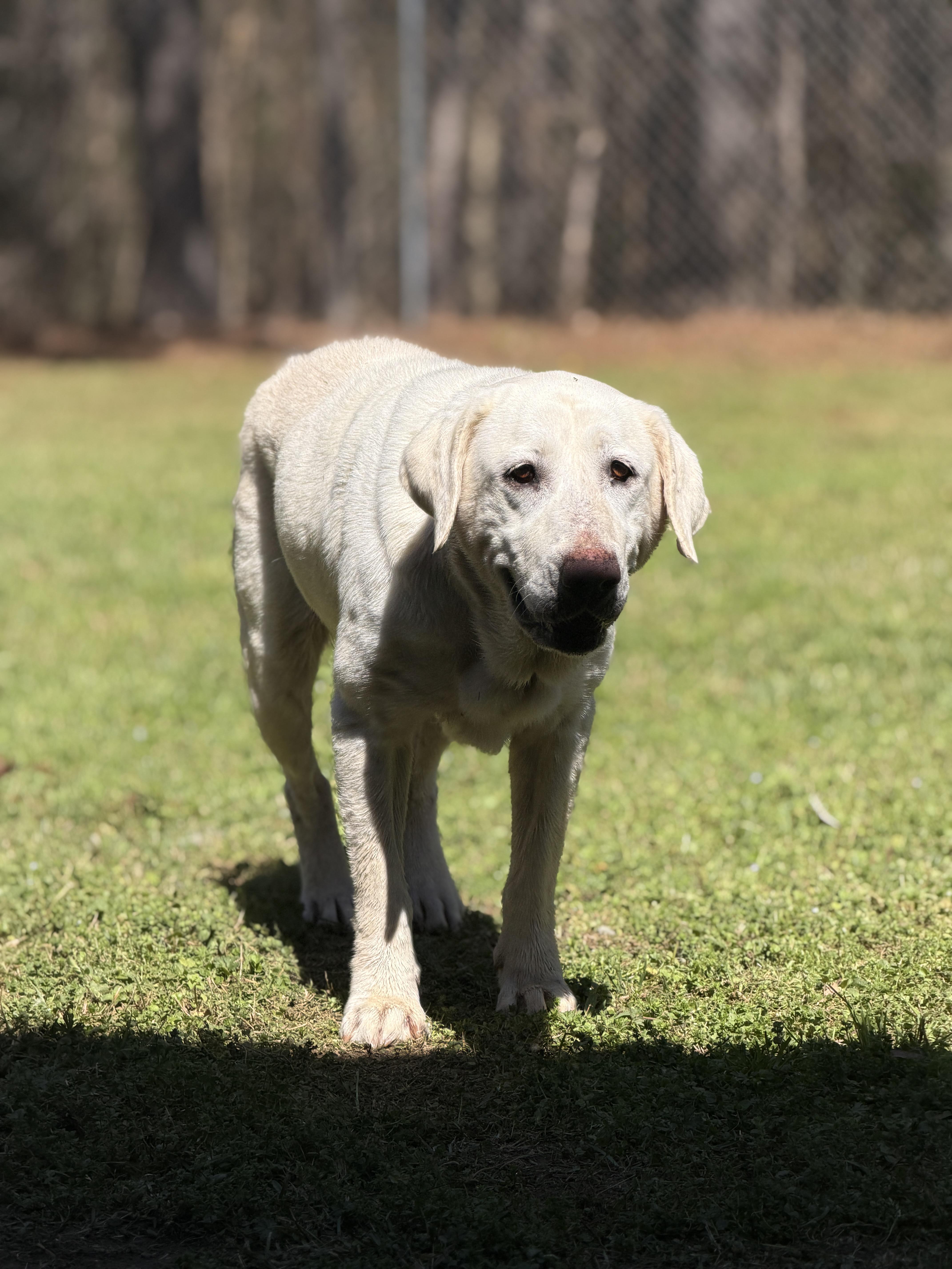 Oaklyn, ADOPTABLE, Adult Female Labrador Retriever.