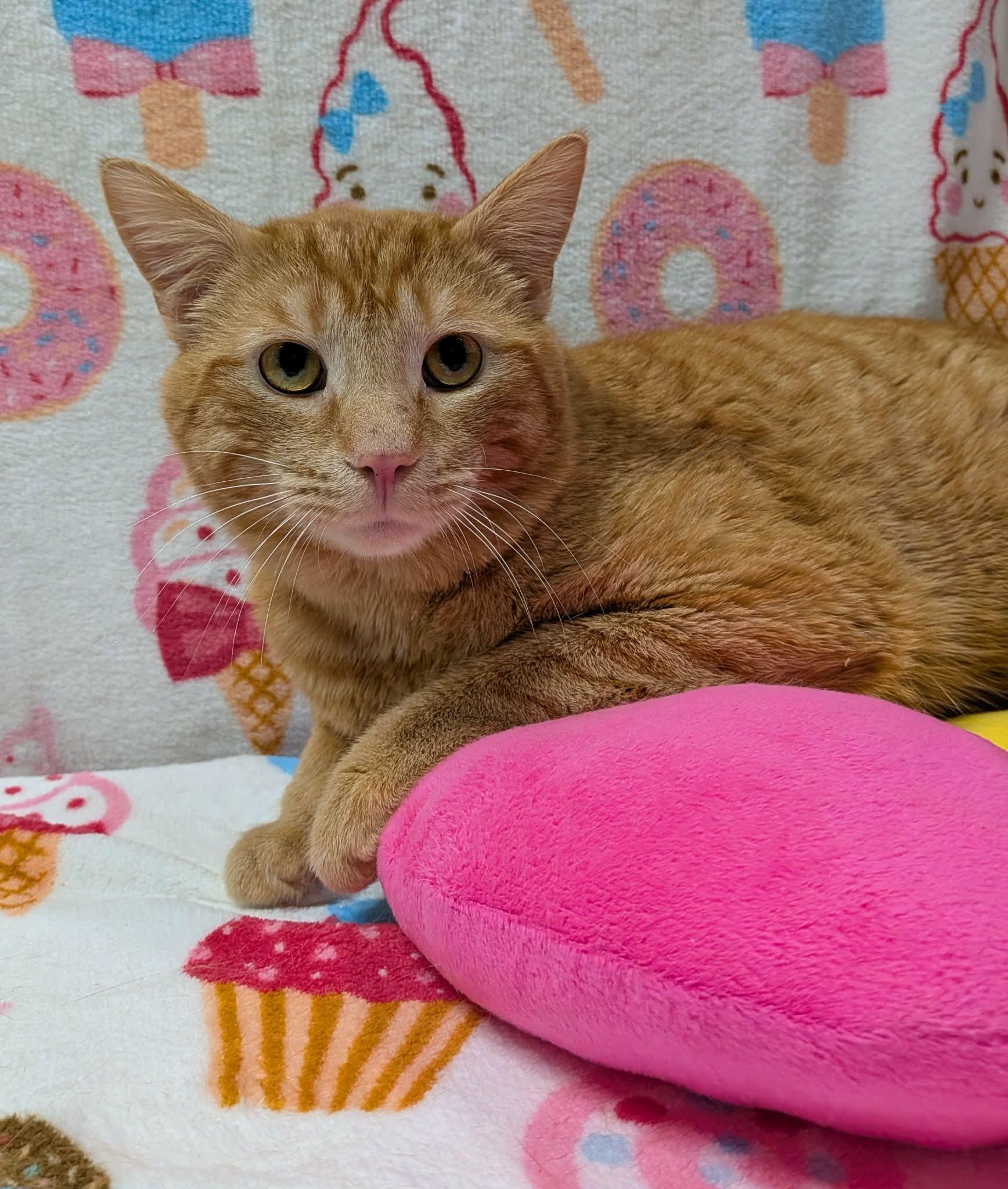 HUEY, a Adoptable Domestic Short Hair in Tillsonburg, ON image 6/6