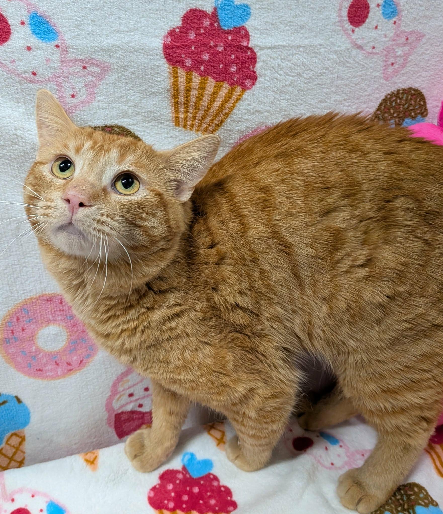 HUEY, a Adoptable Domestic Short Hair in Tillsonburg, ON image 1/6