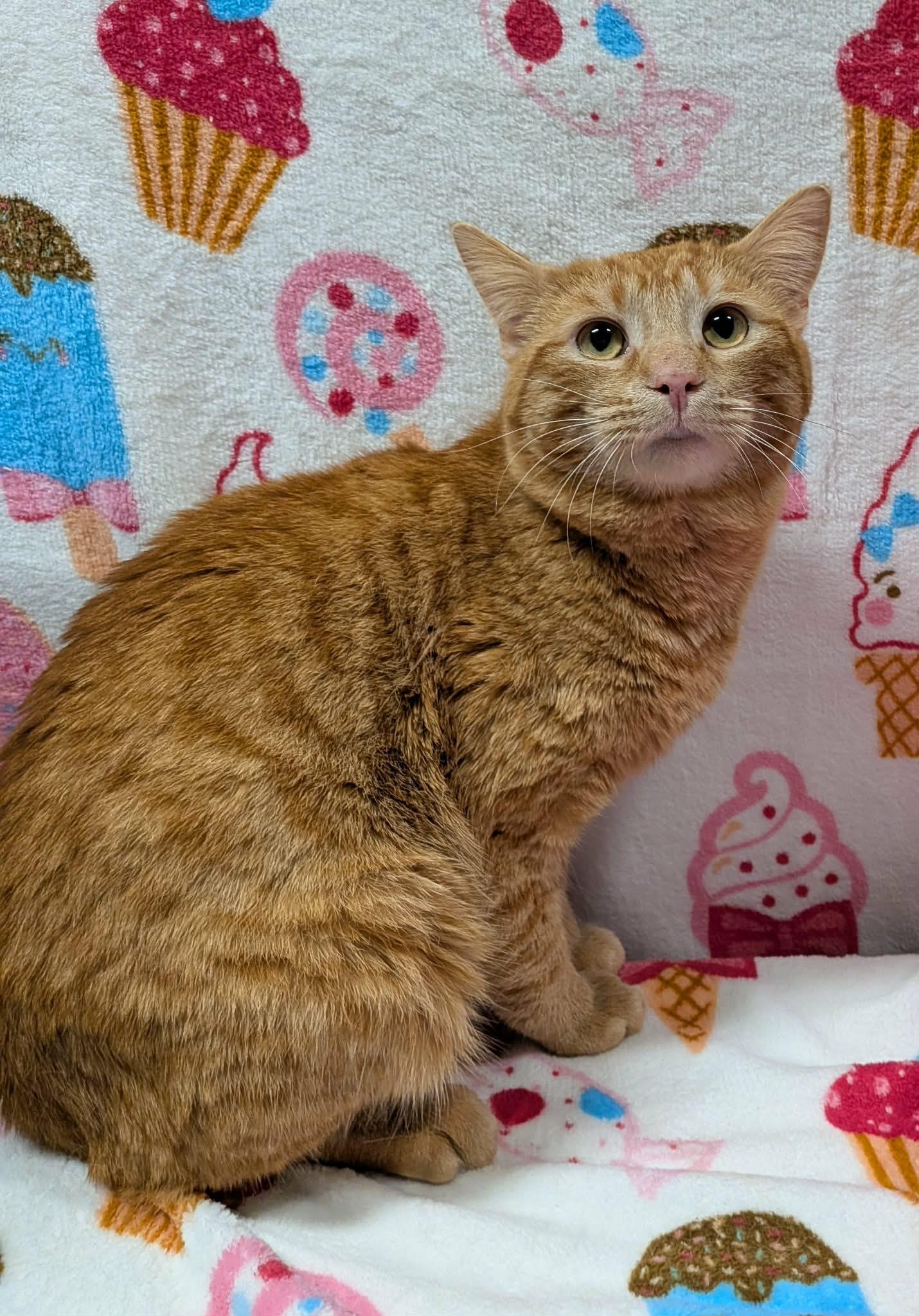 HUEY, a Adoptable Domestic Short Hair in Tillsonburg, ON image 4/6