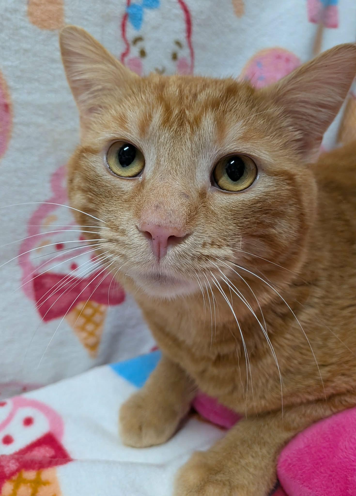 HUEY, a Adoptable Domestic Short Hair in Tillsonburg, ON image 2/6