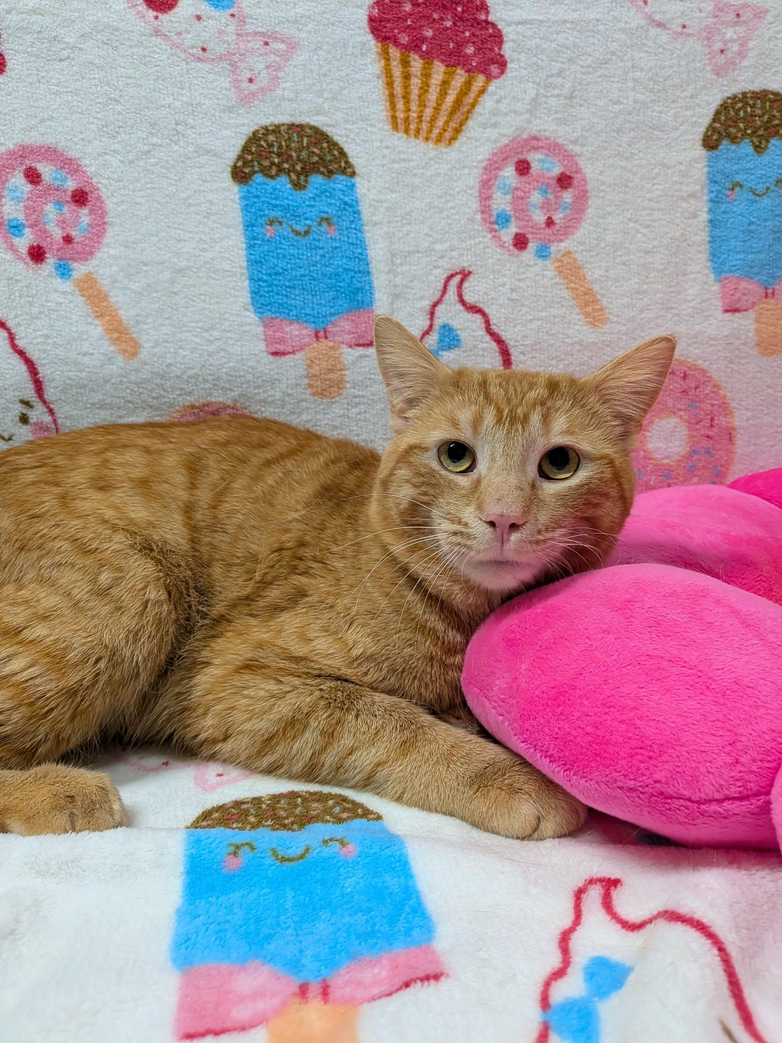 HUEY, a Adoptable Domestic Short Hair in Tillsonburg, ON image 3/6