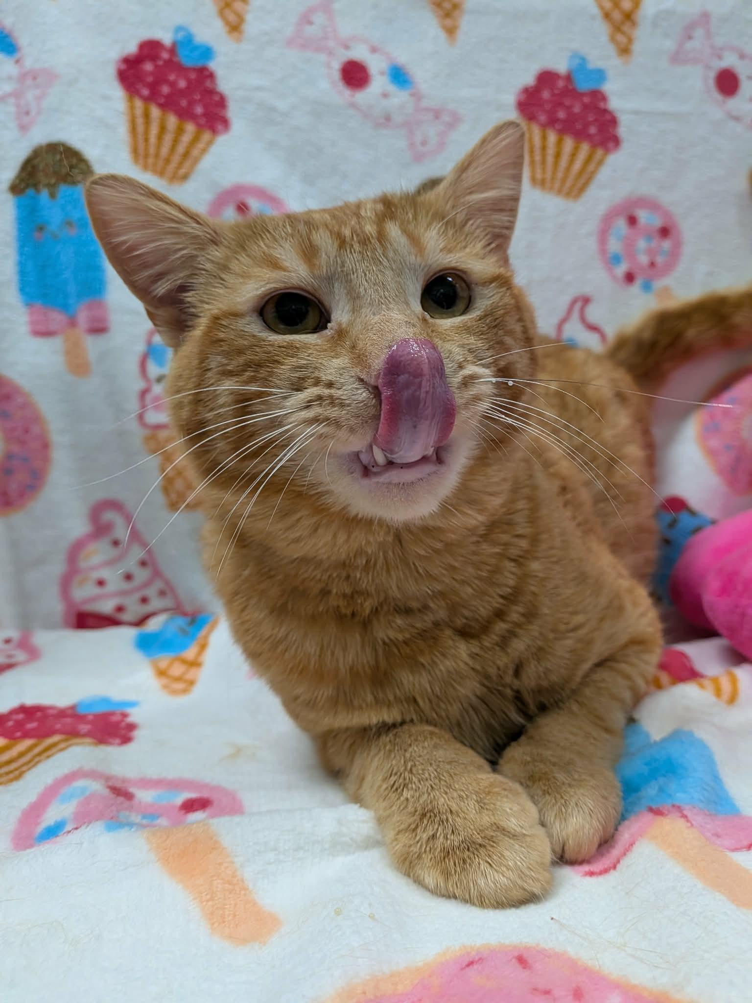 HUEY, a Adoptable Domestic Short Hair in Tillsonburg, ON image 5/6