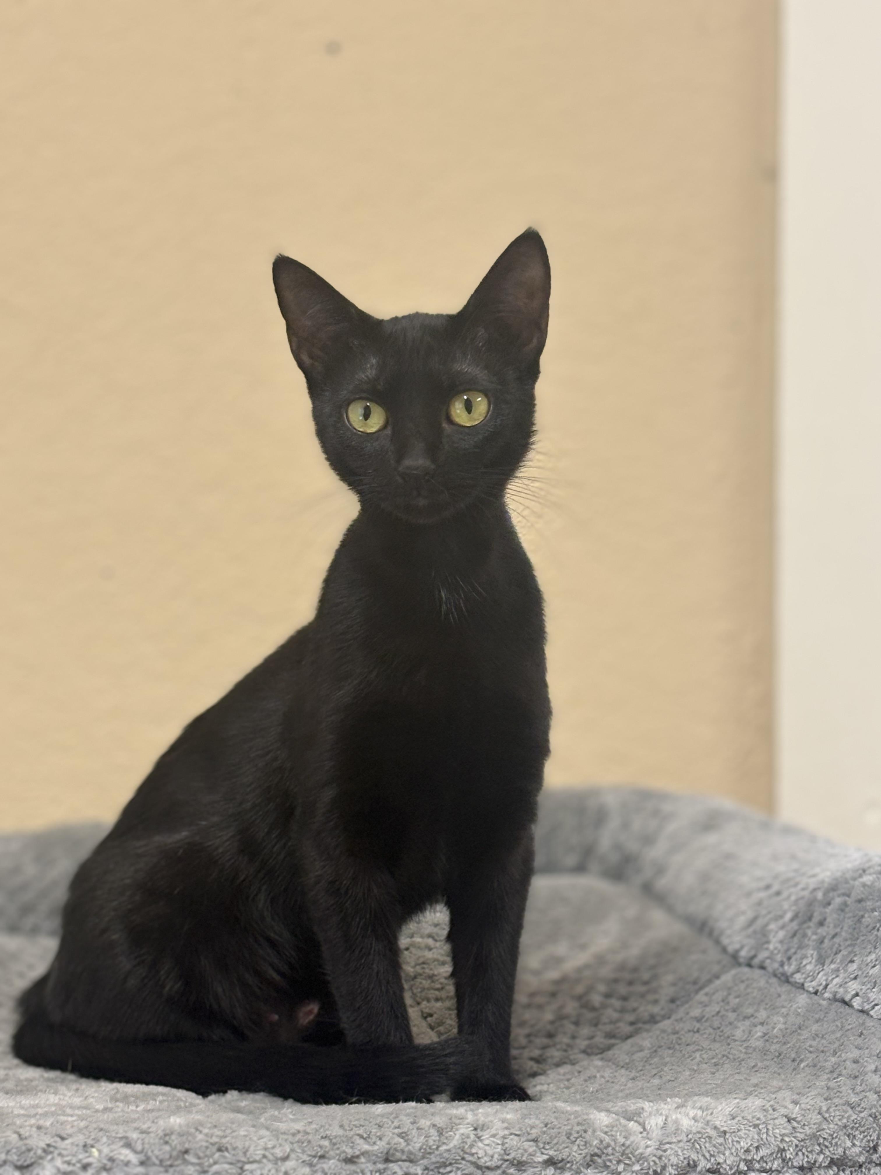 Enlarge Flow, a ADOPTABLE Domestic Short Hair in Statesboro, GA image 3/3