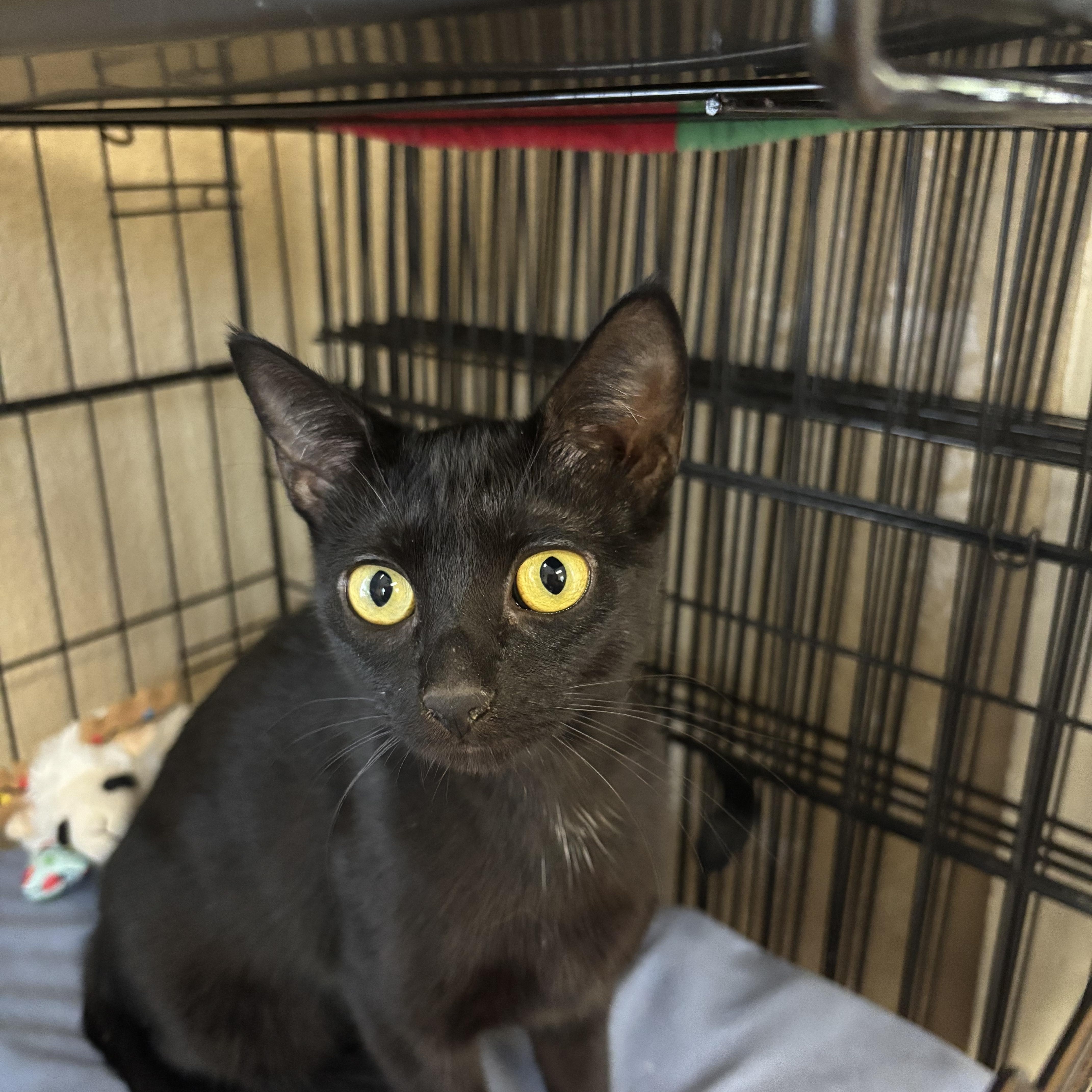 Enlarge Flow, a ADOPTABLE Domestic Short Hair in Statesboro, GA image 1/3