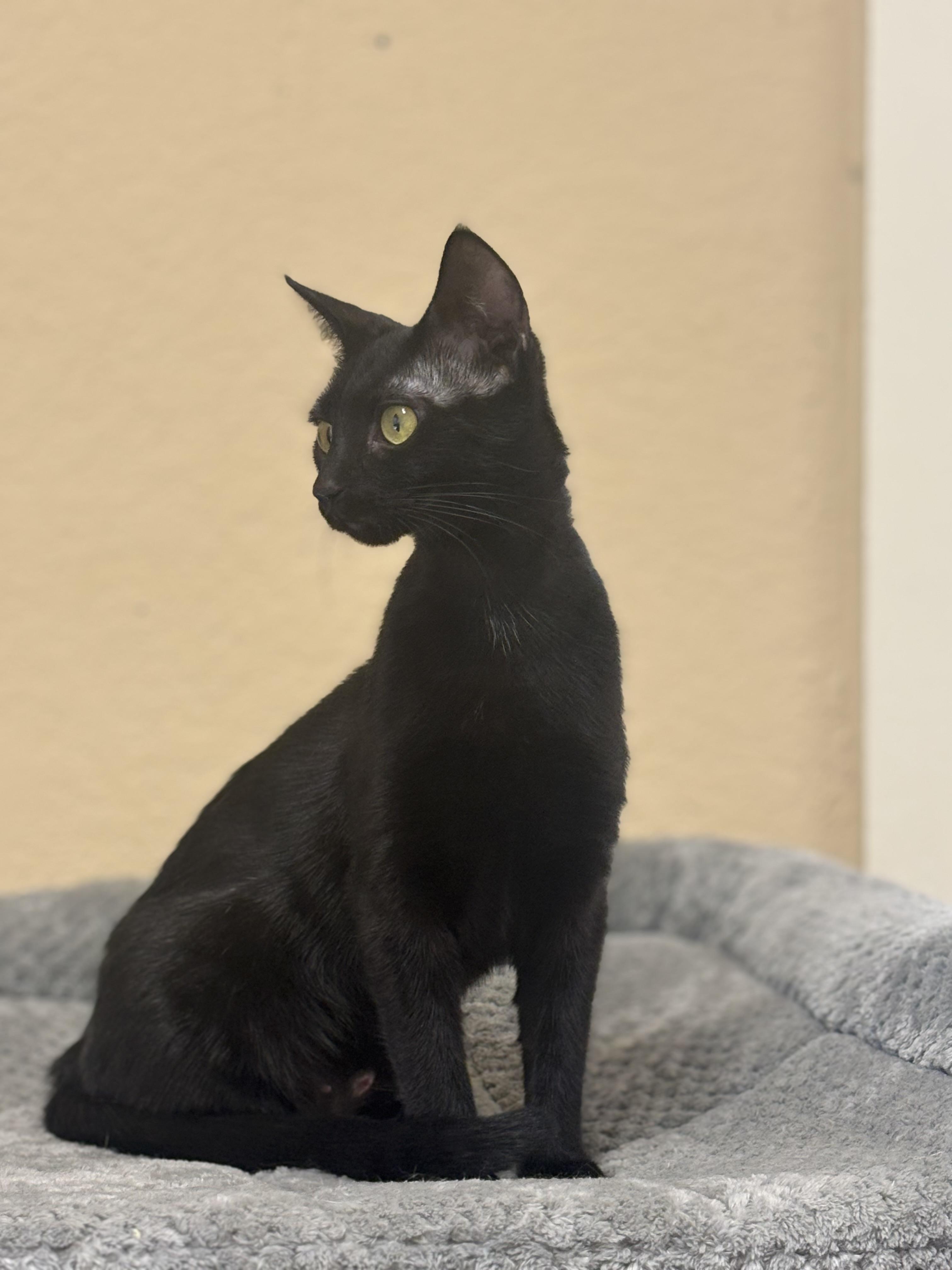 Enlarge Flow, a ADOPTABLE Domestic Short Hair in Statesboro, GA image 2/3