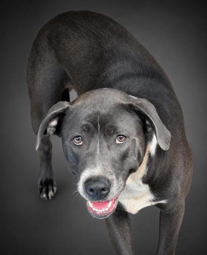 Piper - SPONSORED, Adoptable, Adult Female Pit Bull Terrier & Mixed Breed.