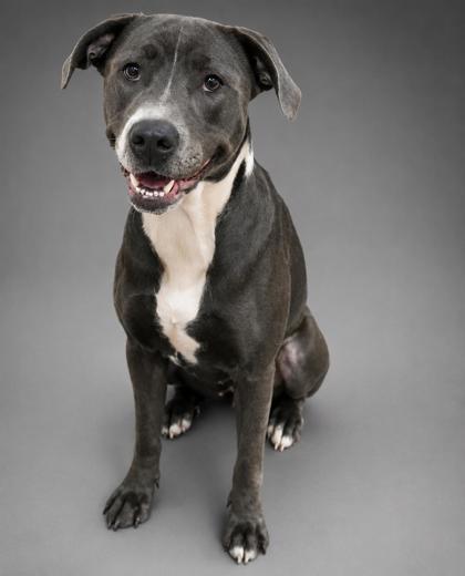 Piper - SPONSORED, a Adoptable mixed breed in Bowling Green, KY image 2/3