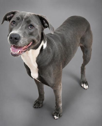 Piper - SPONSORED, a Adoptable mixed breed in Bowling Green, KY image 3/3